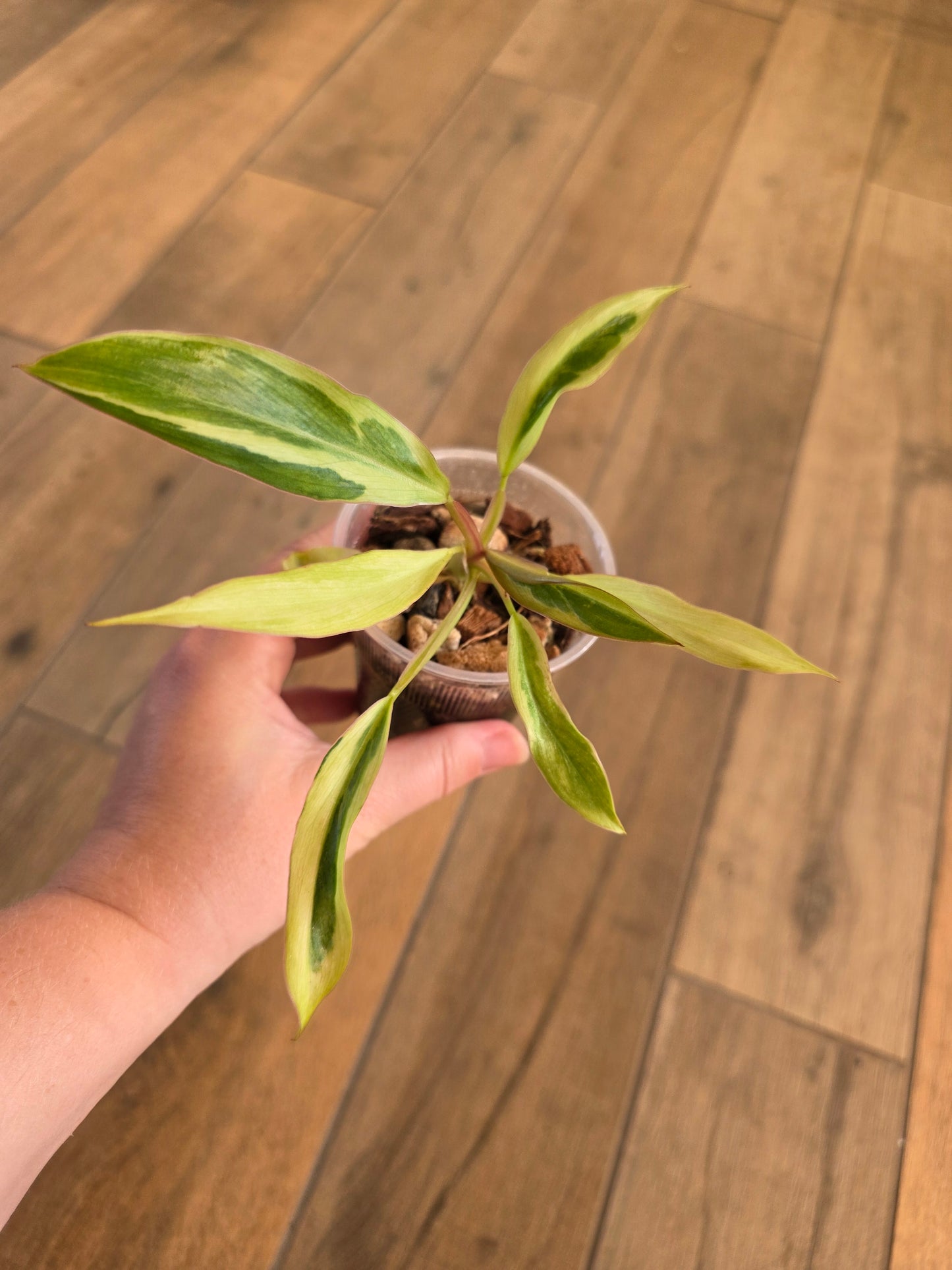 Philodendron Phantom Flame FIRST EVER RELEASE! 🦄