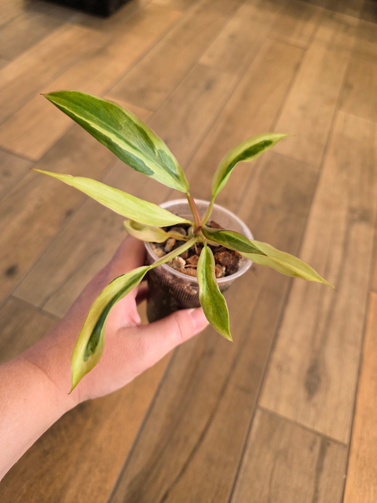 Philodendron Phantom Flame FIRST EVER RELEASE! 🦄
