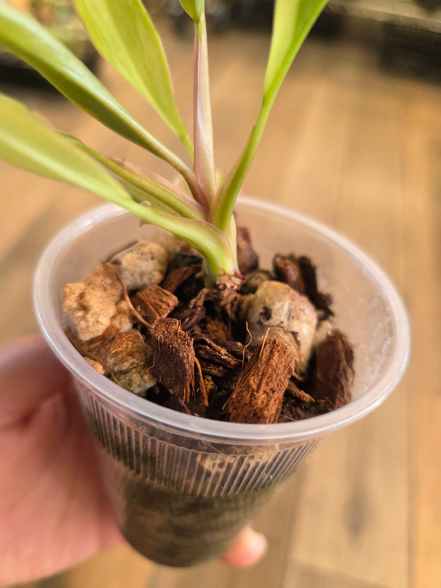 Philodendron Phantom Flame FIRST EVER RELEASE! 🦄