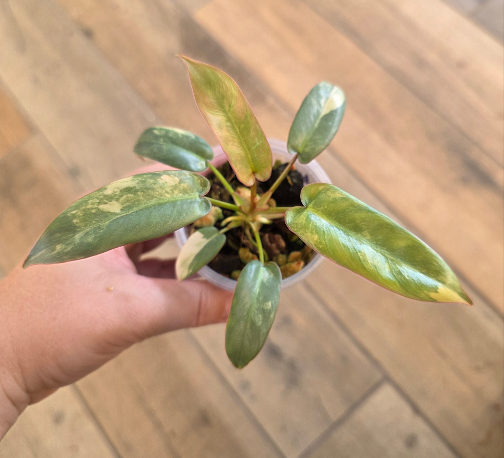 Philodendron Atabapoense Pink Marble Variegated