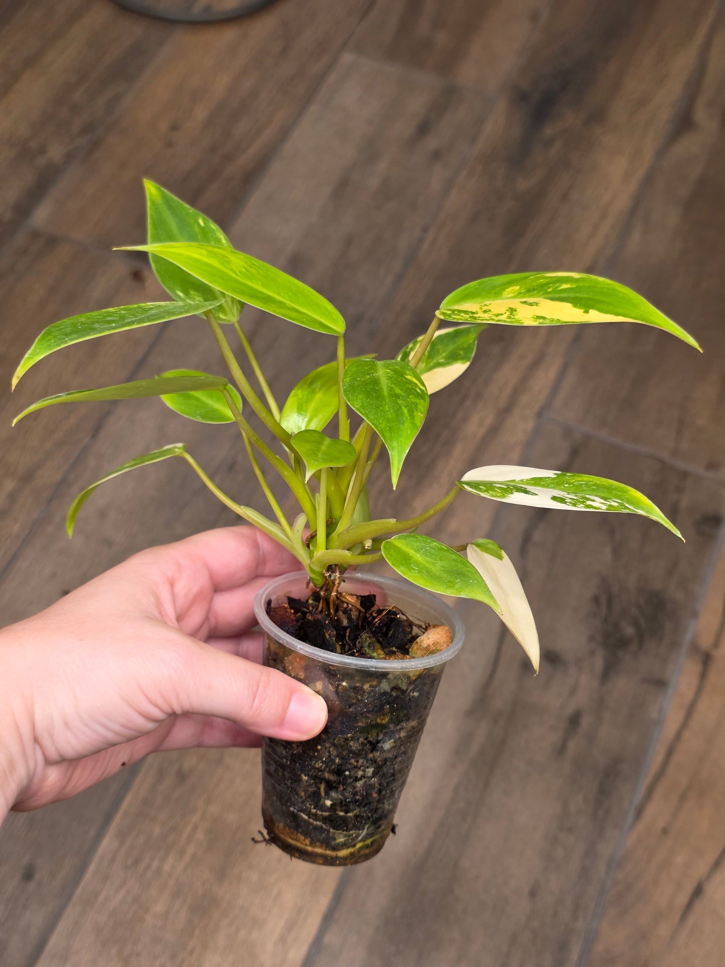 Philodendron Avocado Shake 2 in 1