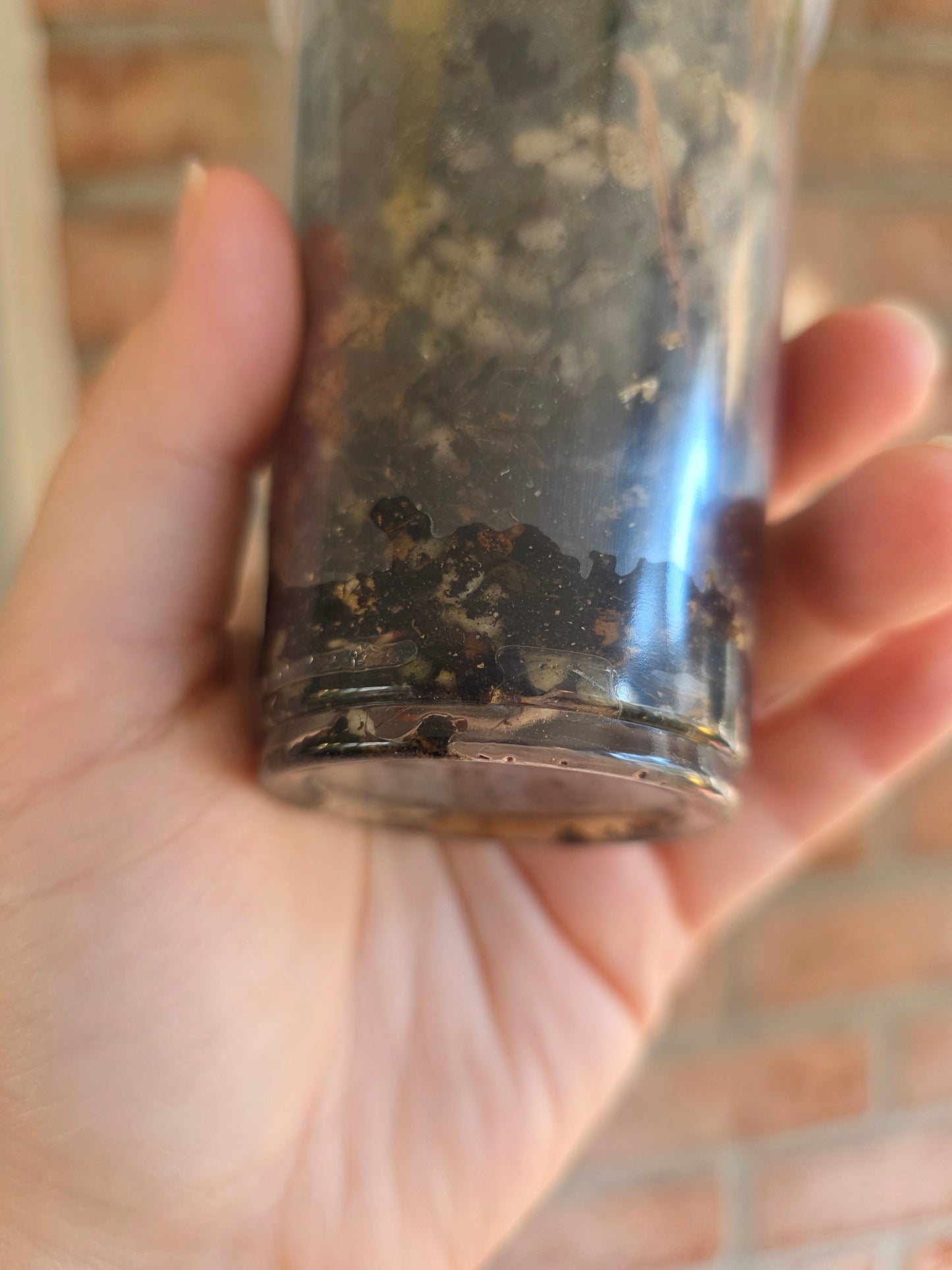 Philodendron Dark Lord PHP Variegated 🦄