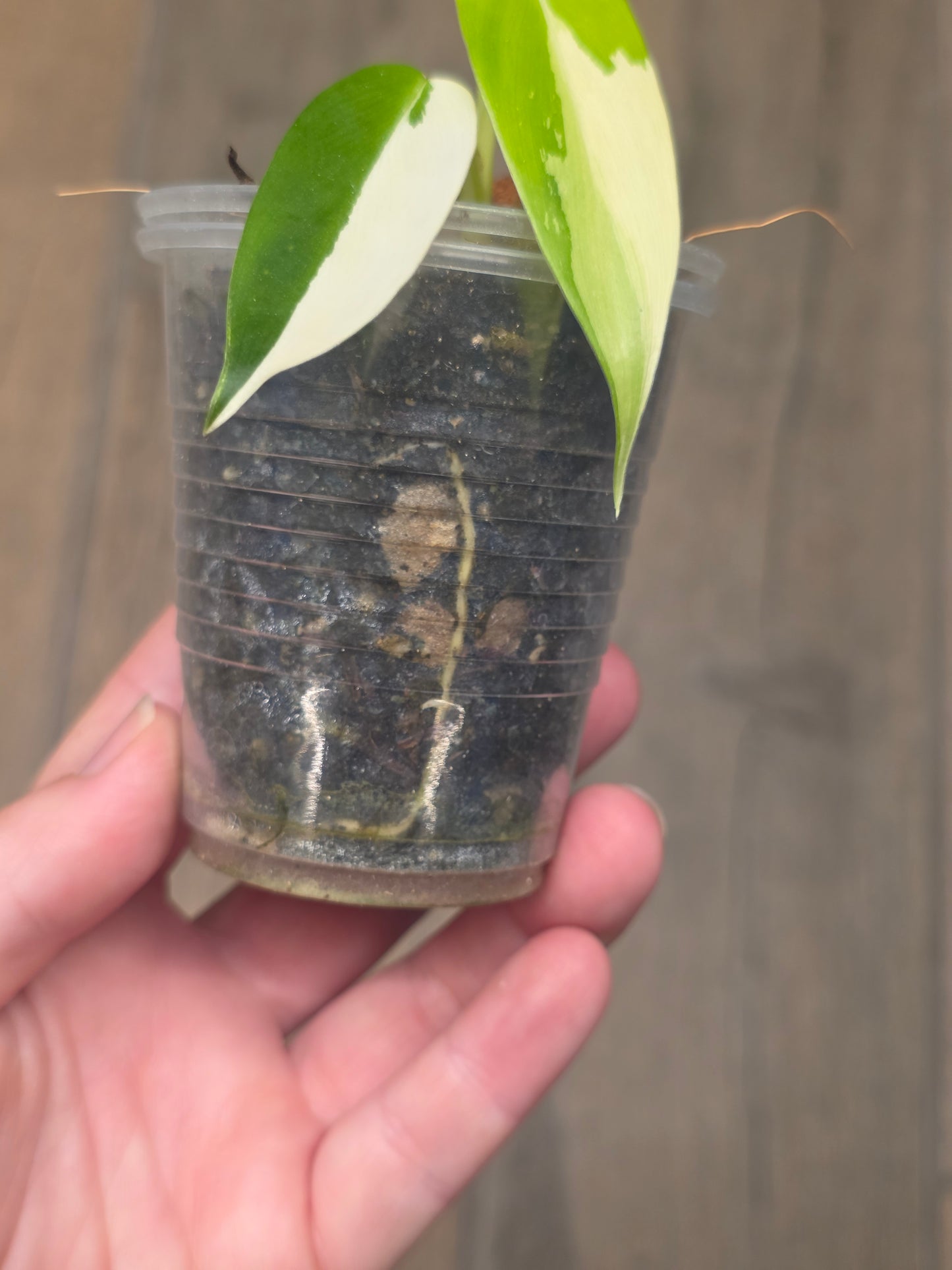 Philodendron Golden Dragon Albo Variegated