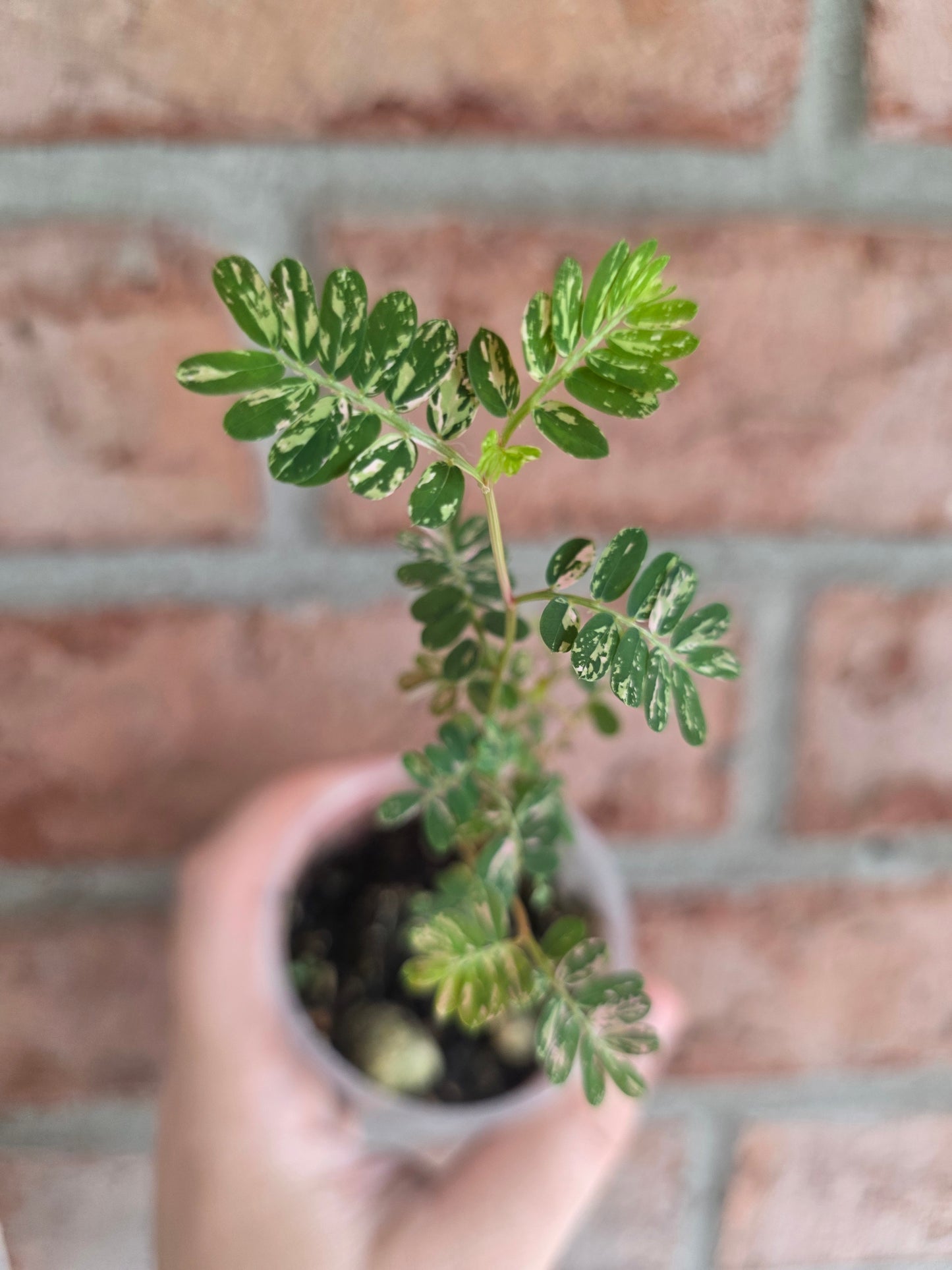 Phyllanthus Urinaria Pink Variegated