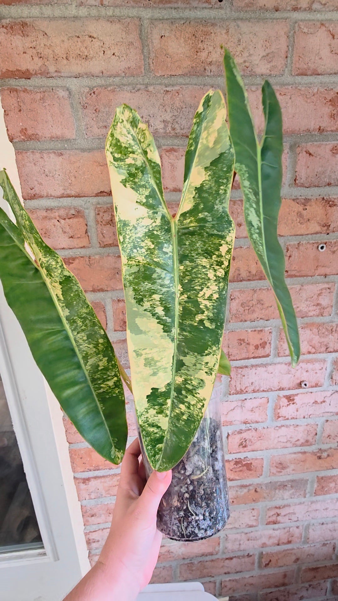 Philodendron Billietiae Variegated