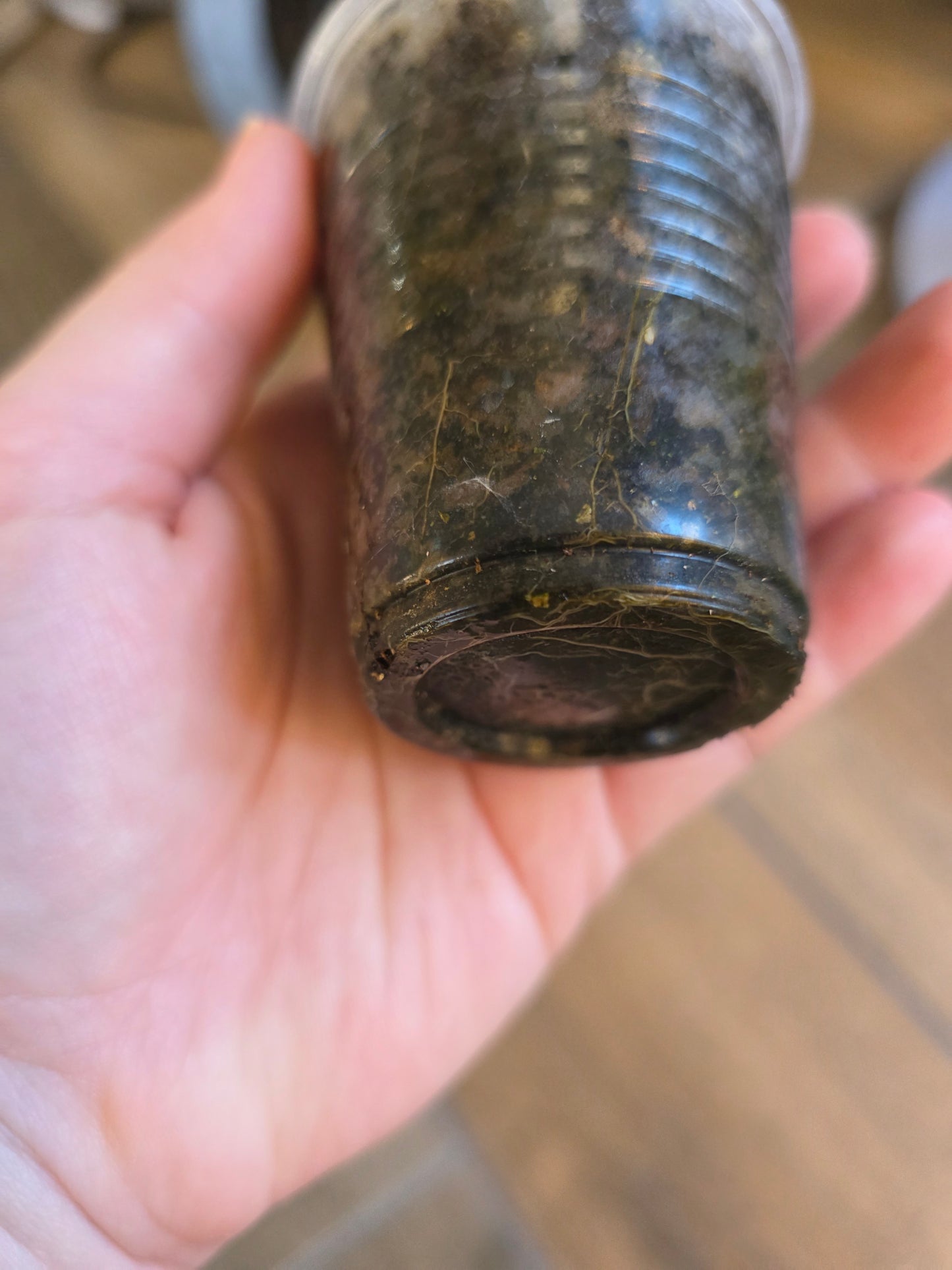 Phyllanthus Urinaria Pink Variegated (2 in 1)