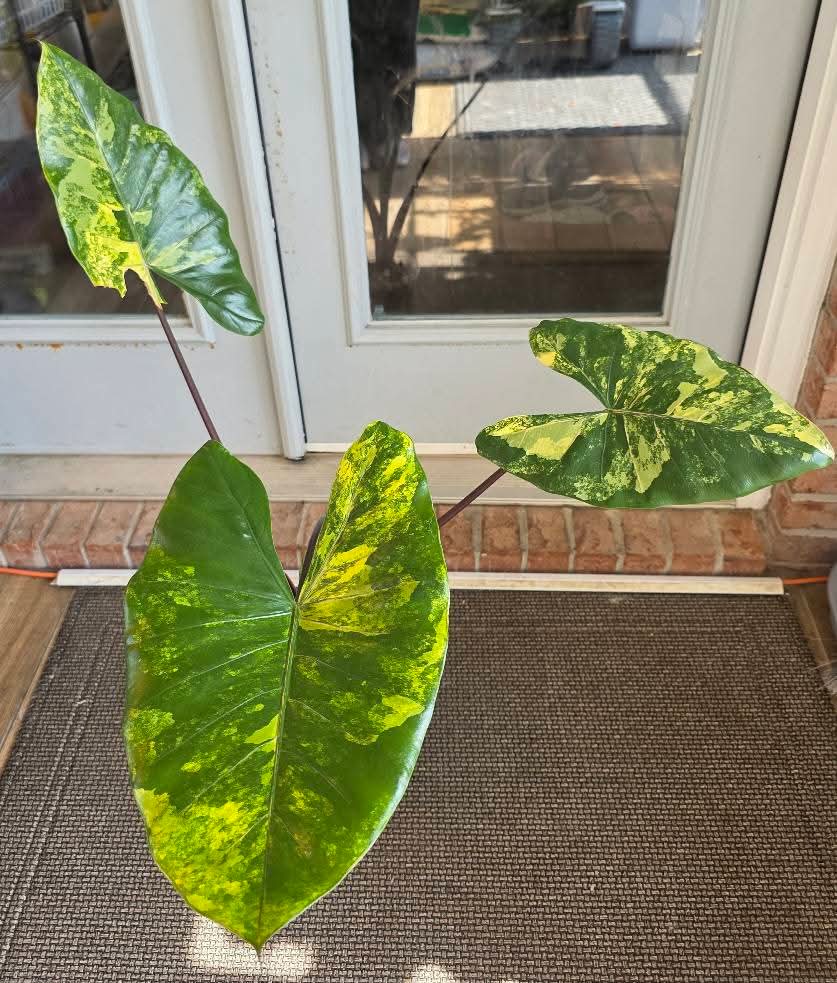 Alocasia Black Stem Aurea