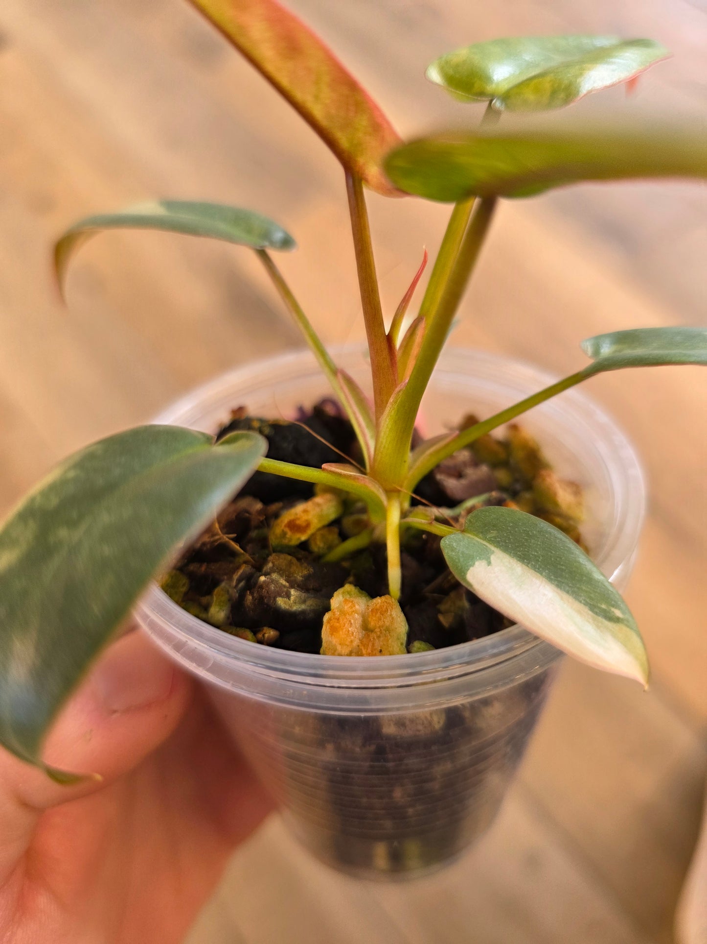 Philodendron Atabapoense Pink Marble Variegated