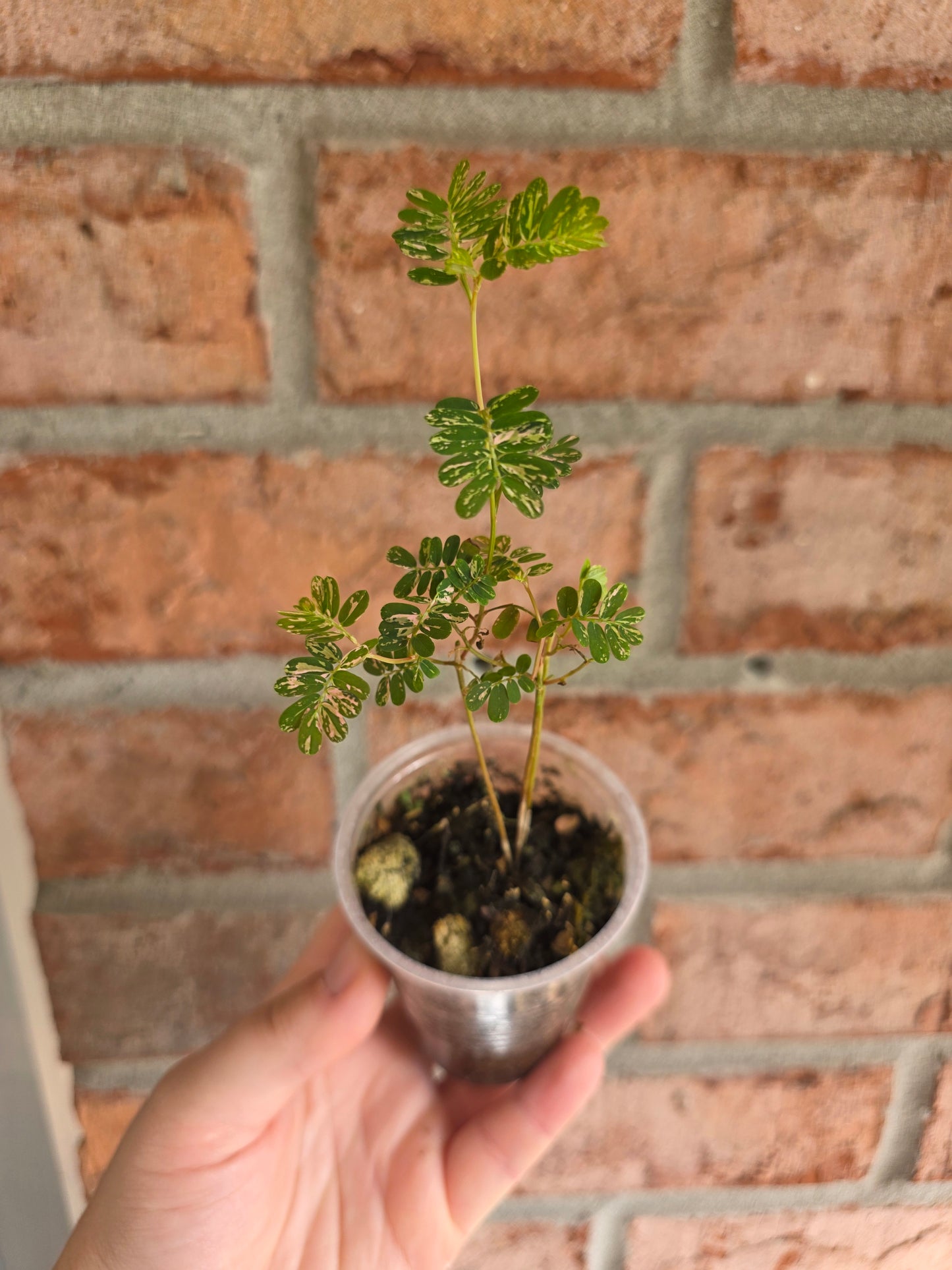 Phyllanthus Urinaria Pink Variegated
