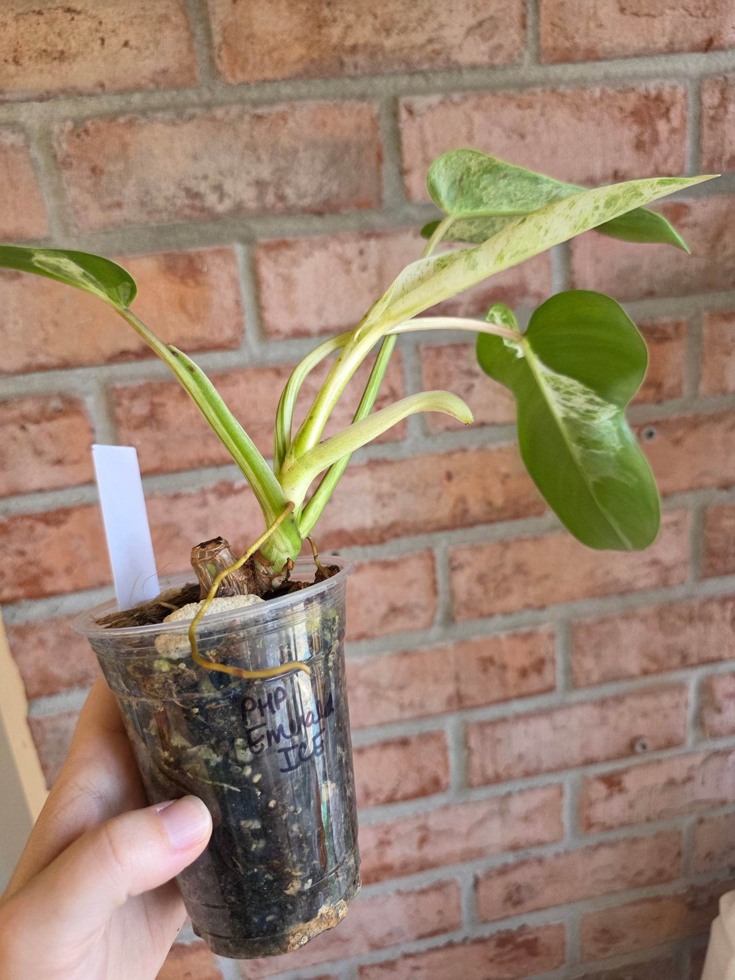 Philodendron Emerald Ice