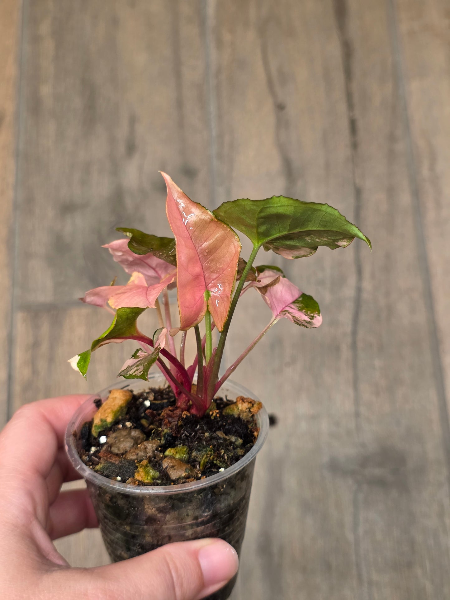 Syngonium Maria Variegated