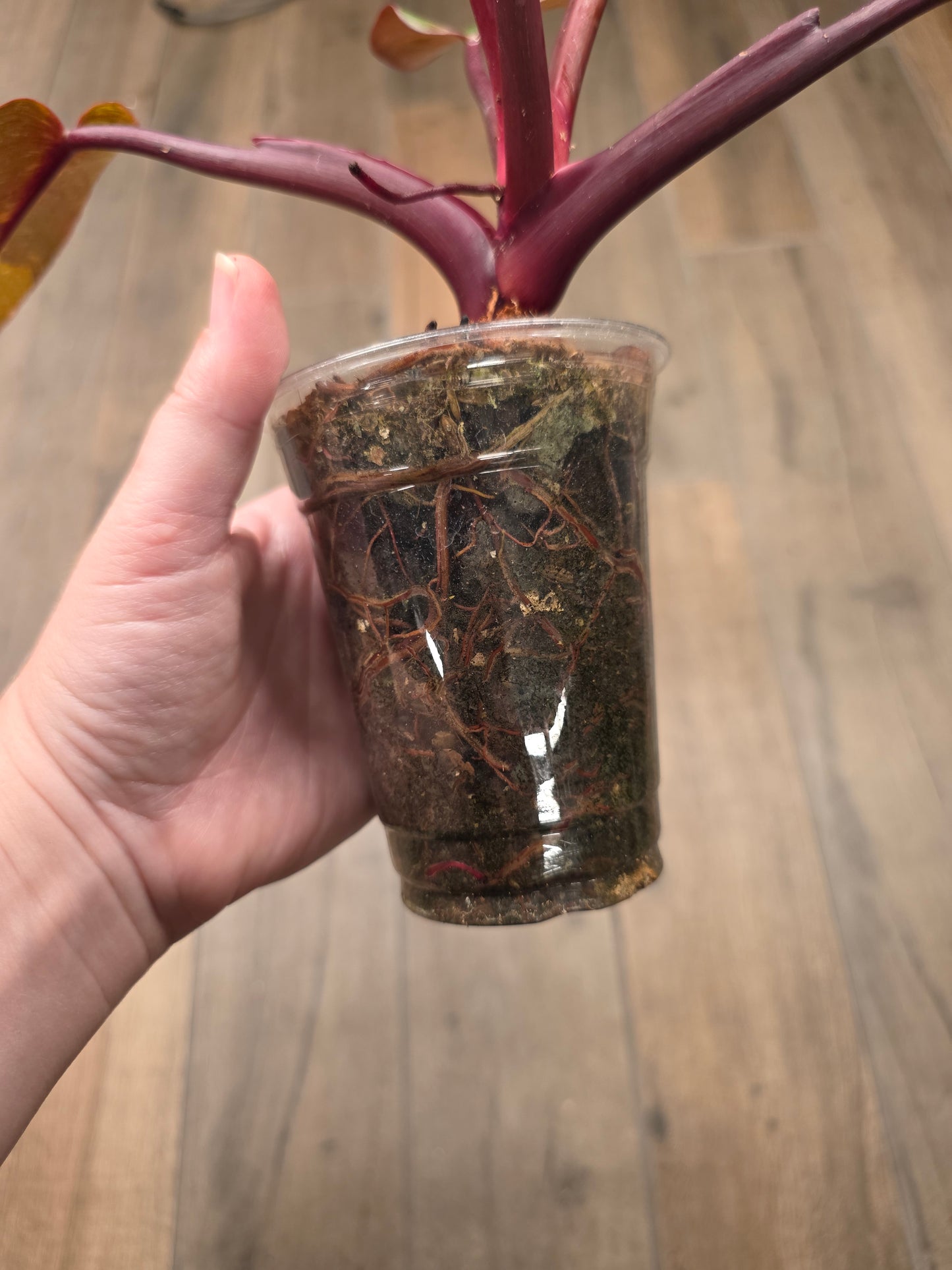 Philodendron Orange Princess