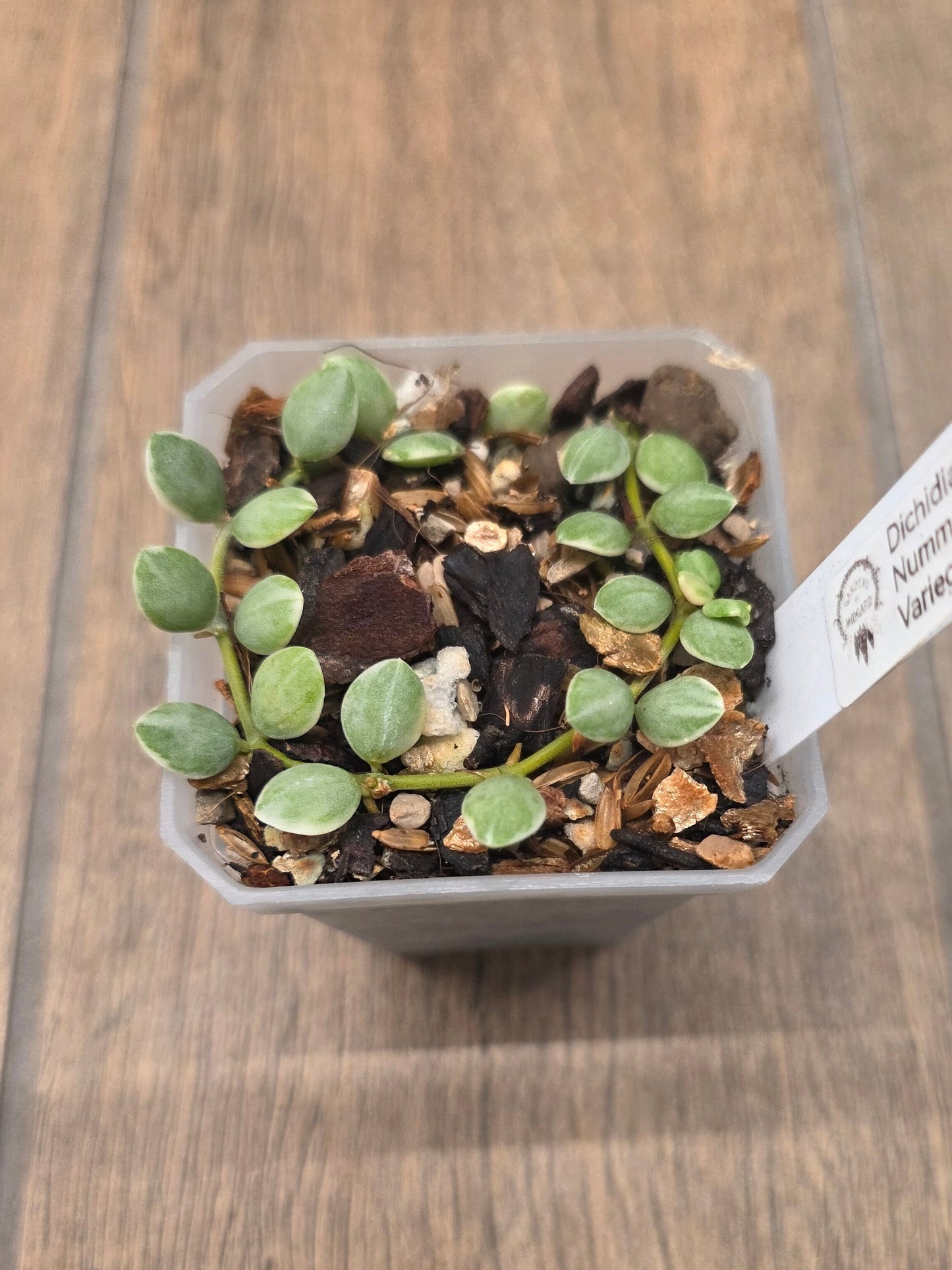 Dischidia Nummularia Variegated