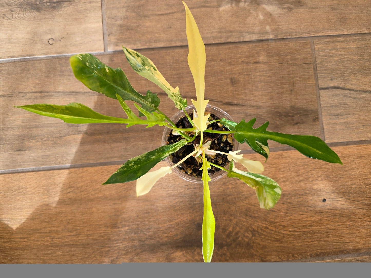 Philodendron Tortum X FL Beauty