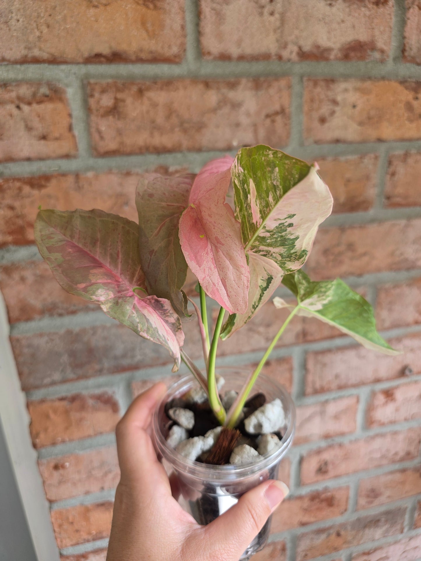 Syngonium Pink Spot Double Variegated