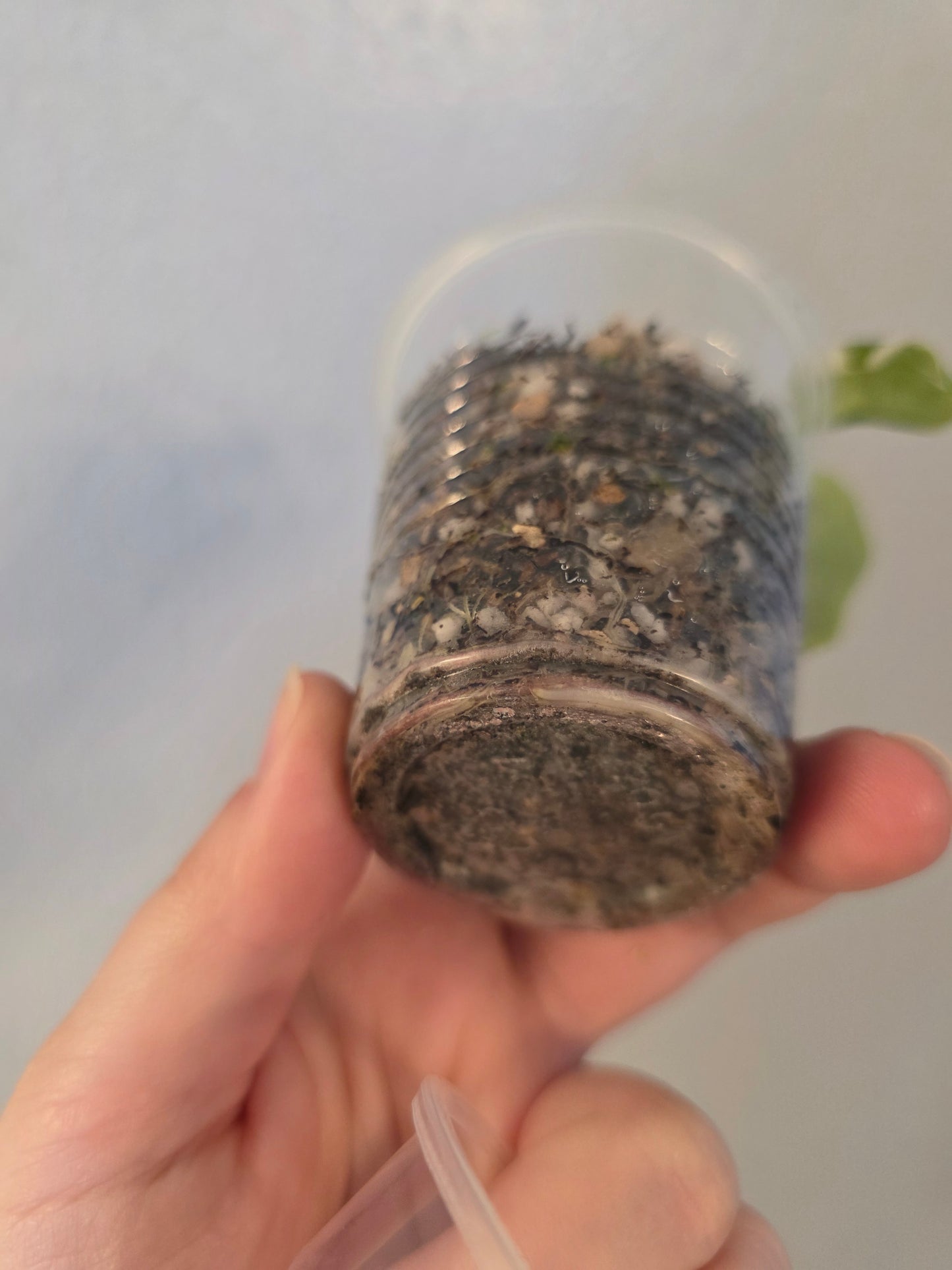 Rooted AF Prop Mix