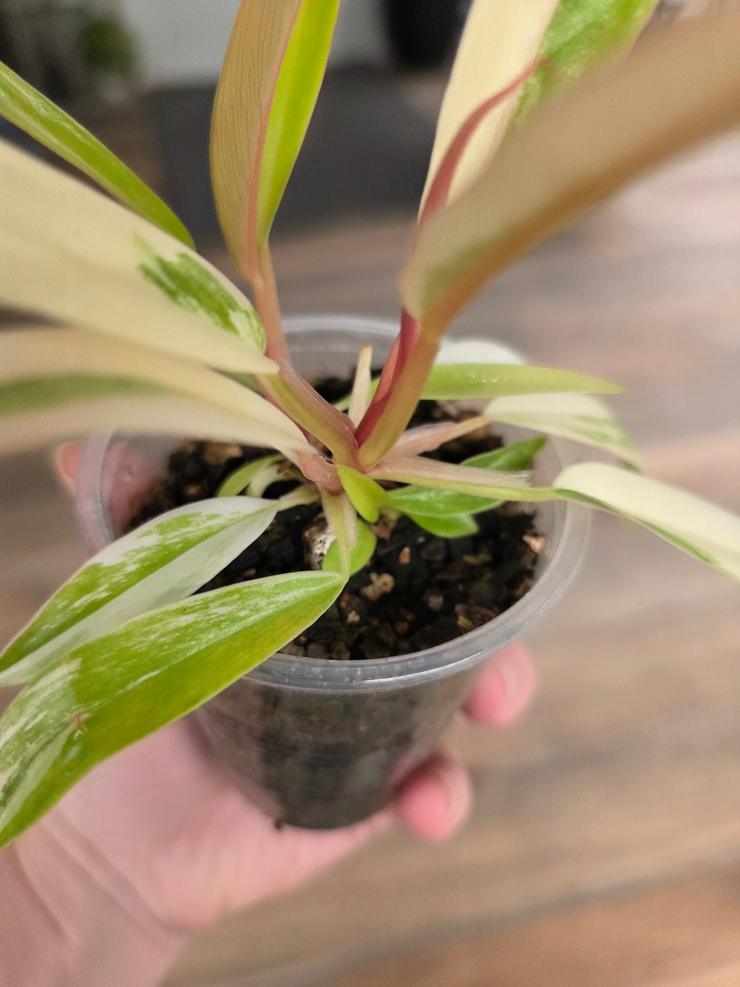 Philodendron Caramel Marble