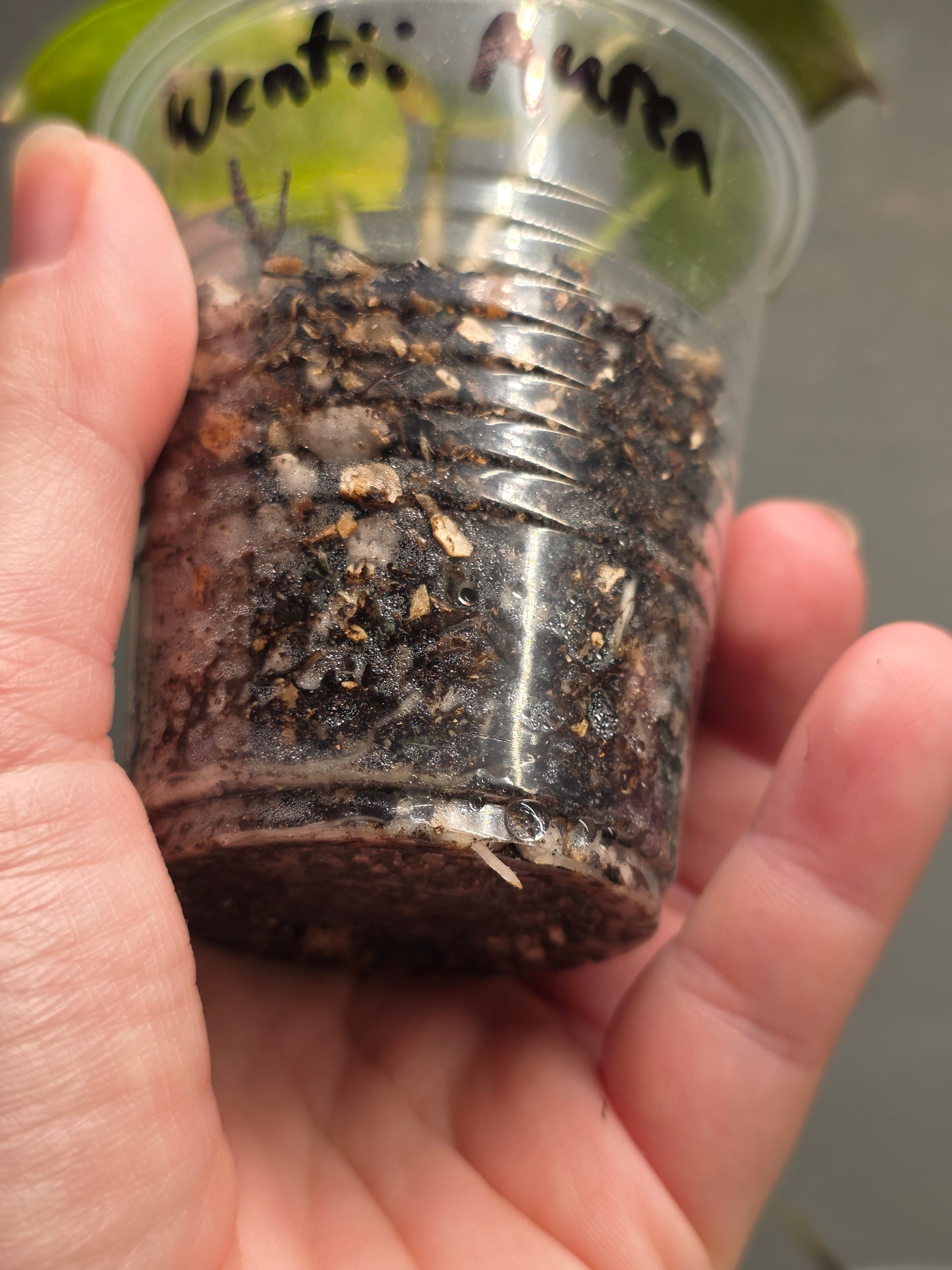 Rooted AF Prop Mix