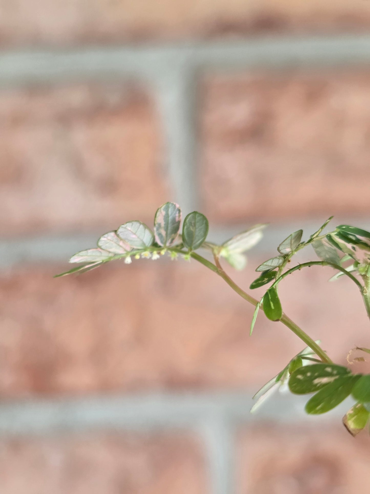 Phyllanthus Urinaria Pink Variegated