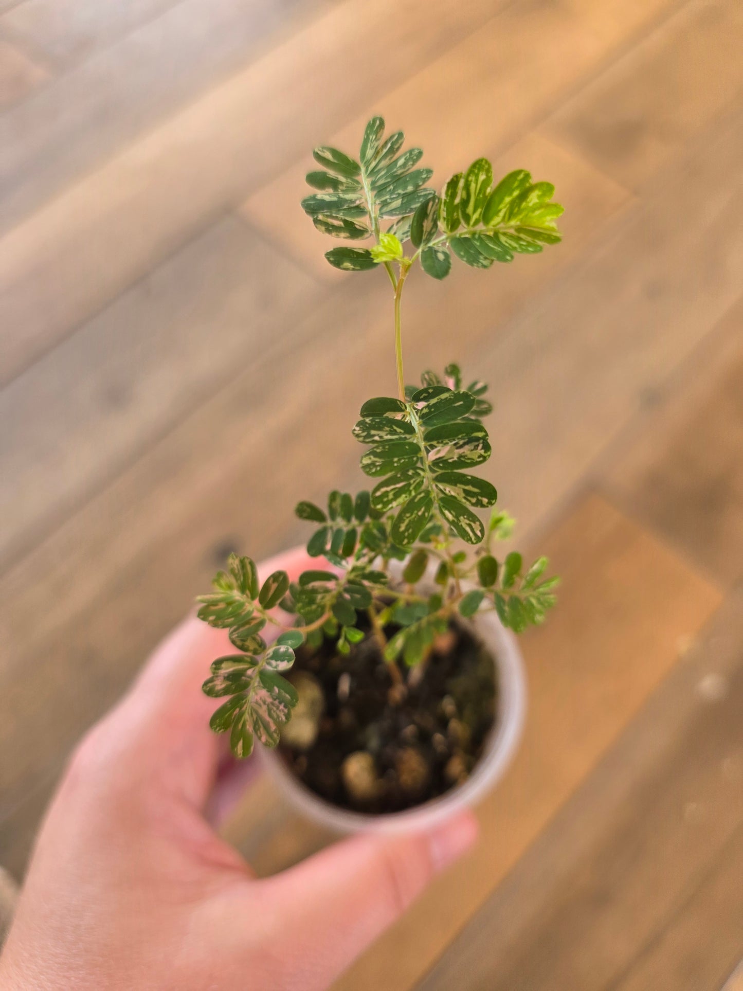 Phyllanthus Urinaria Pink Variegated
