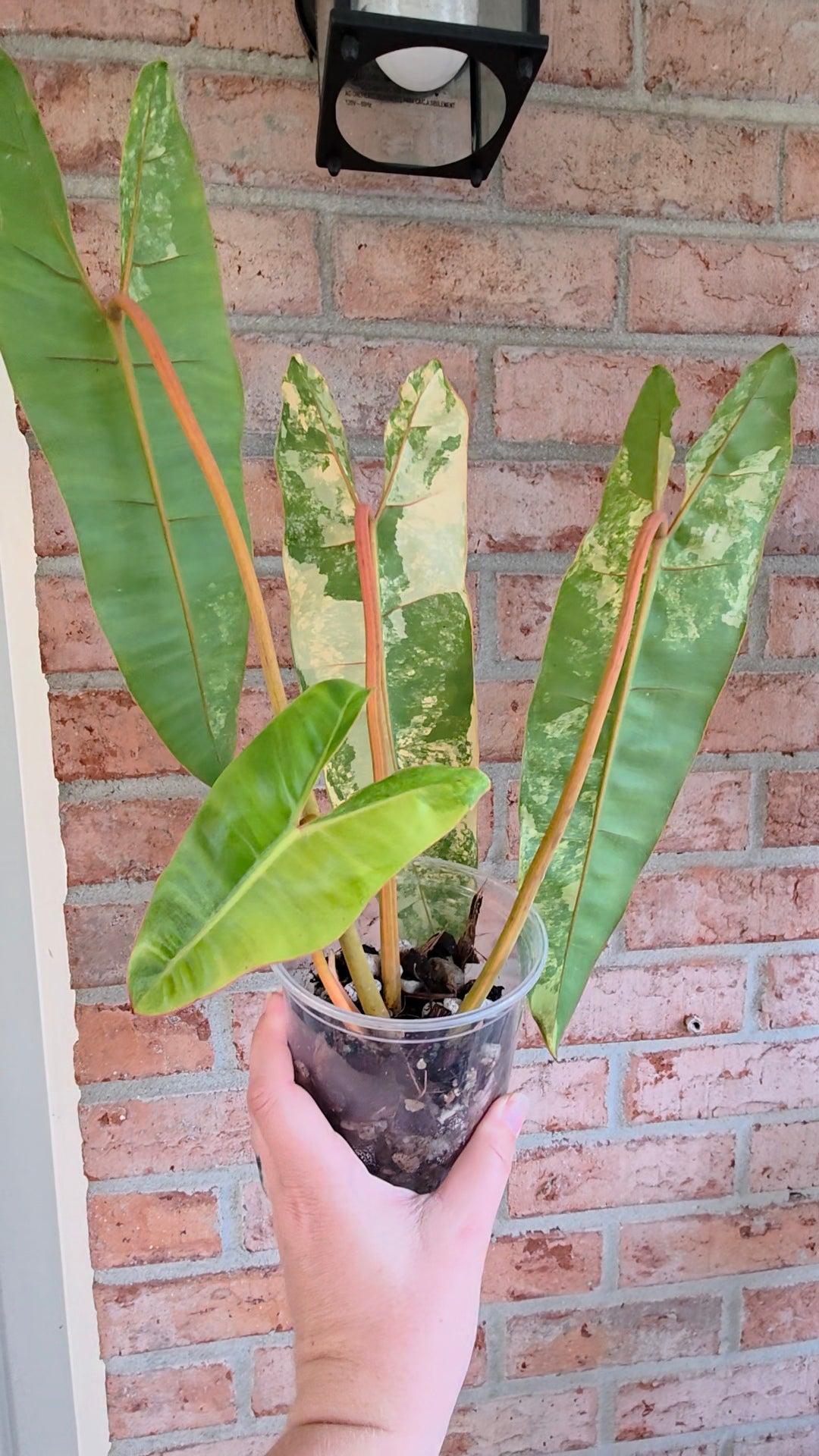 Philodendron Billietiae Variegated