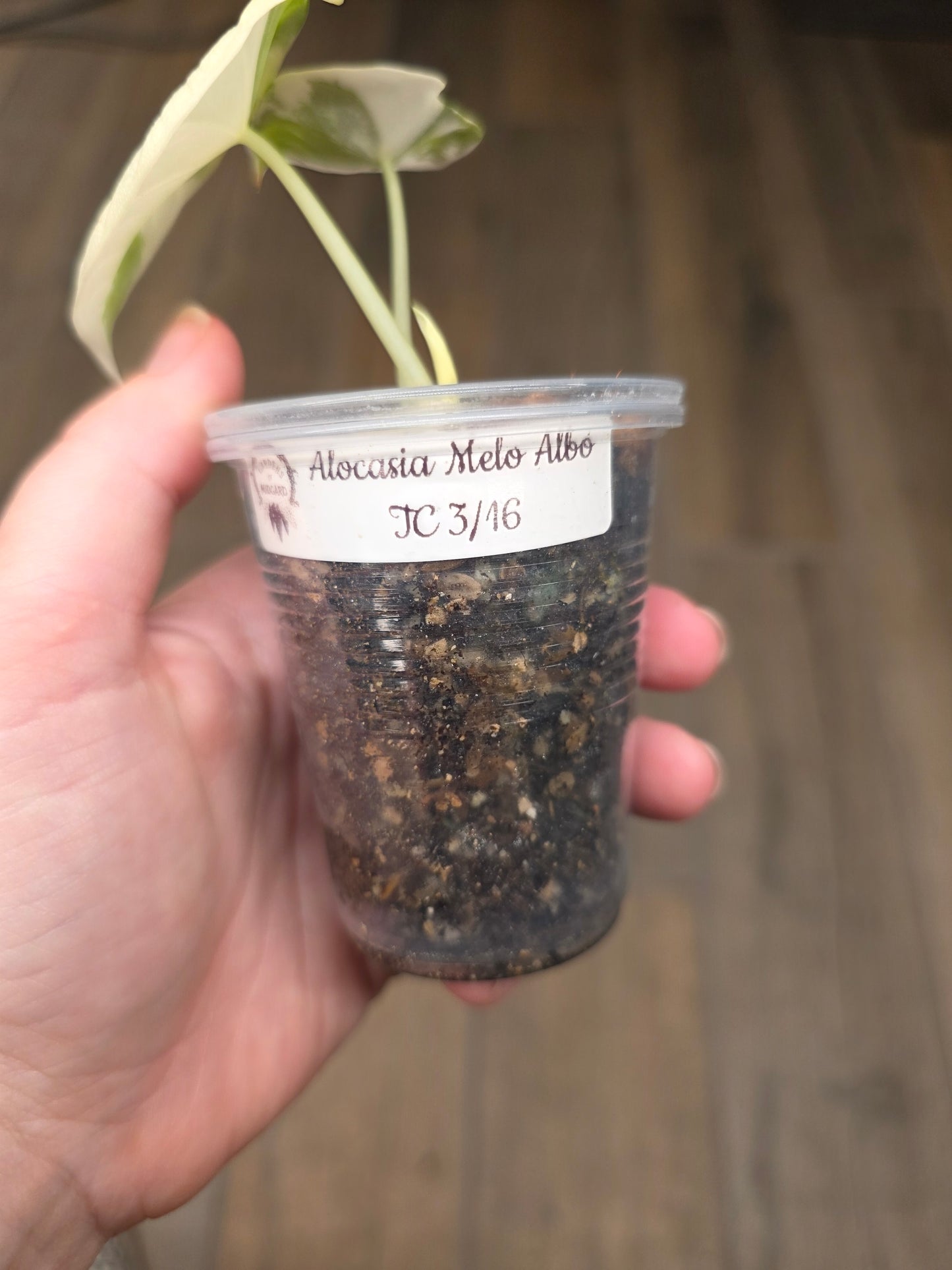 Alocasia Melo Albo