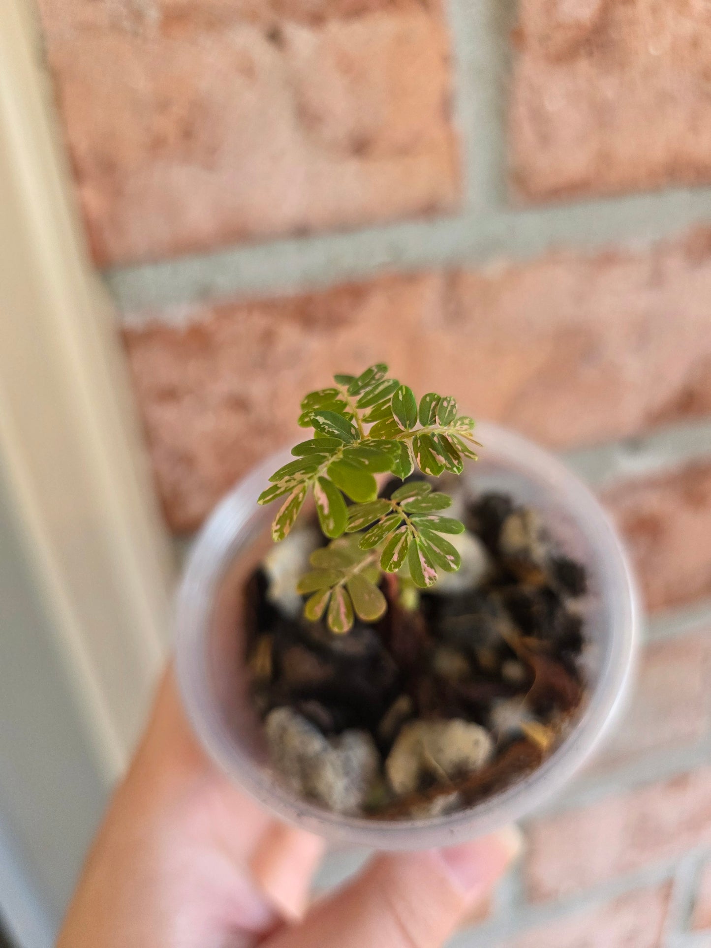 Phyllanthus Urinaria Pink Variegated