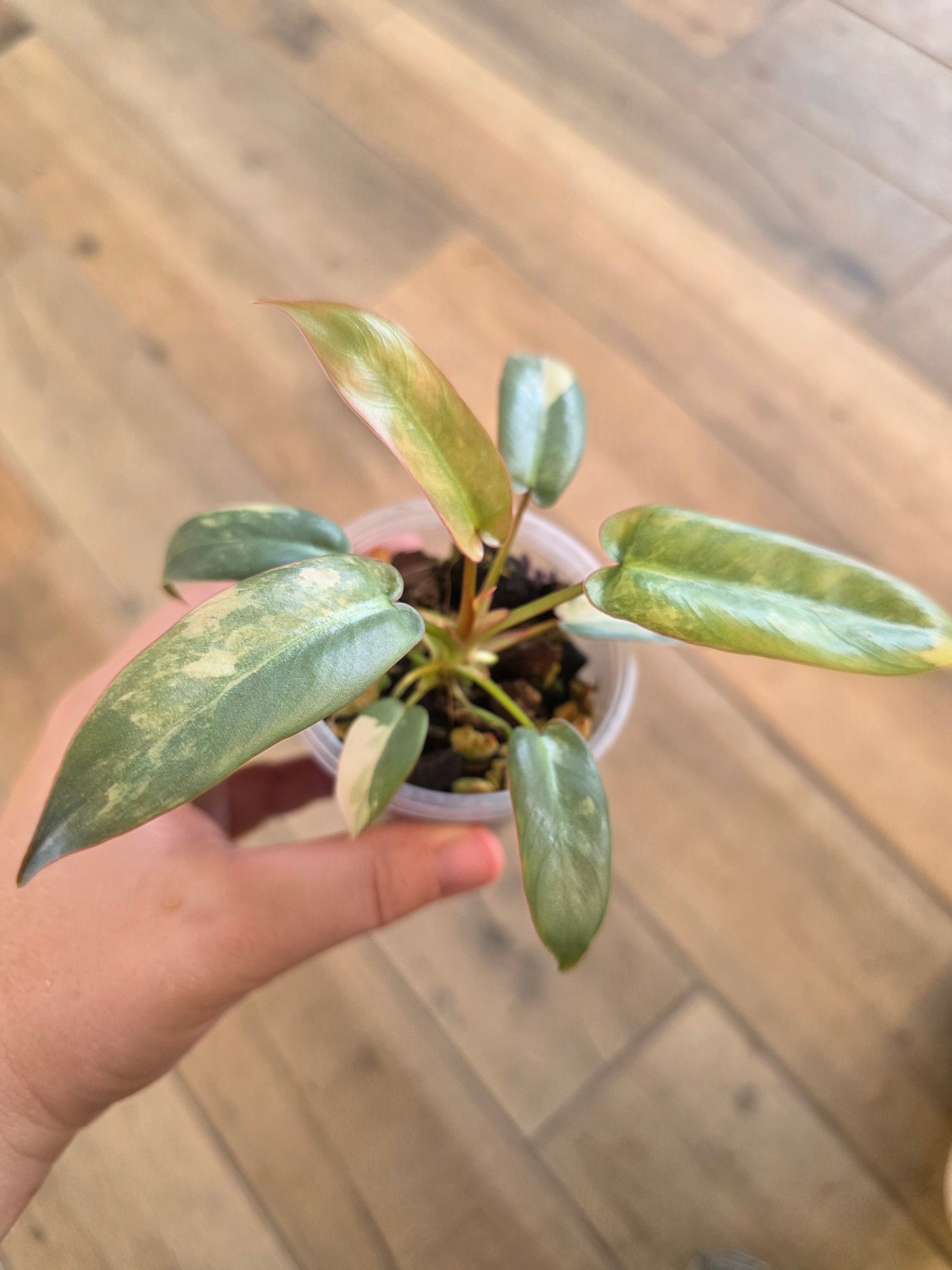 Philodendron Atabapoense Pink Marble Variegated