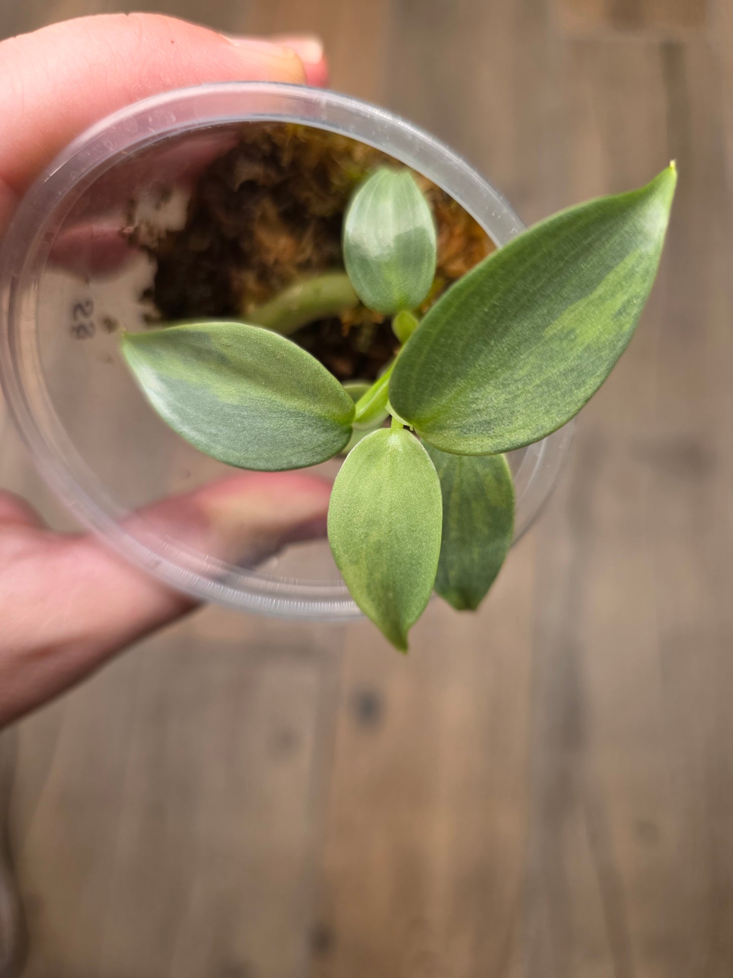 Philodendron Silver Sword Variegated