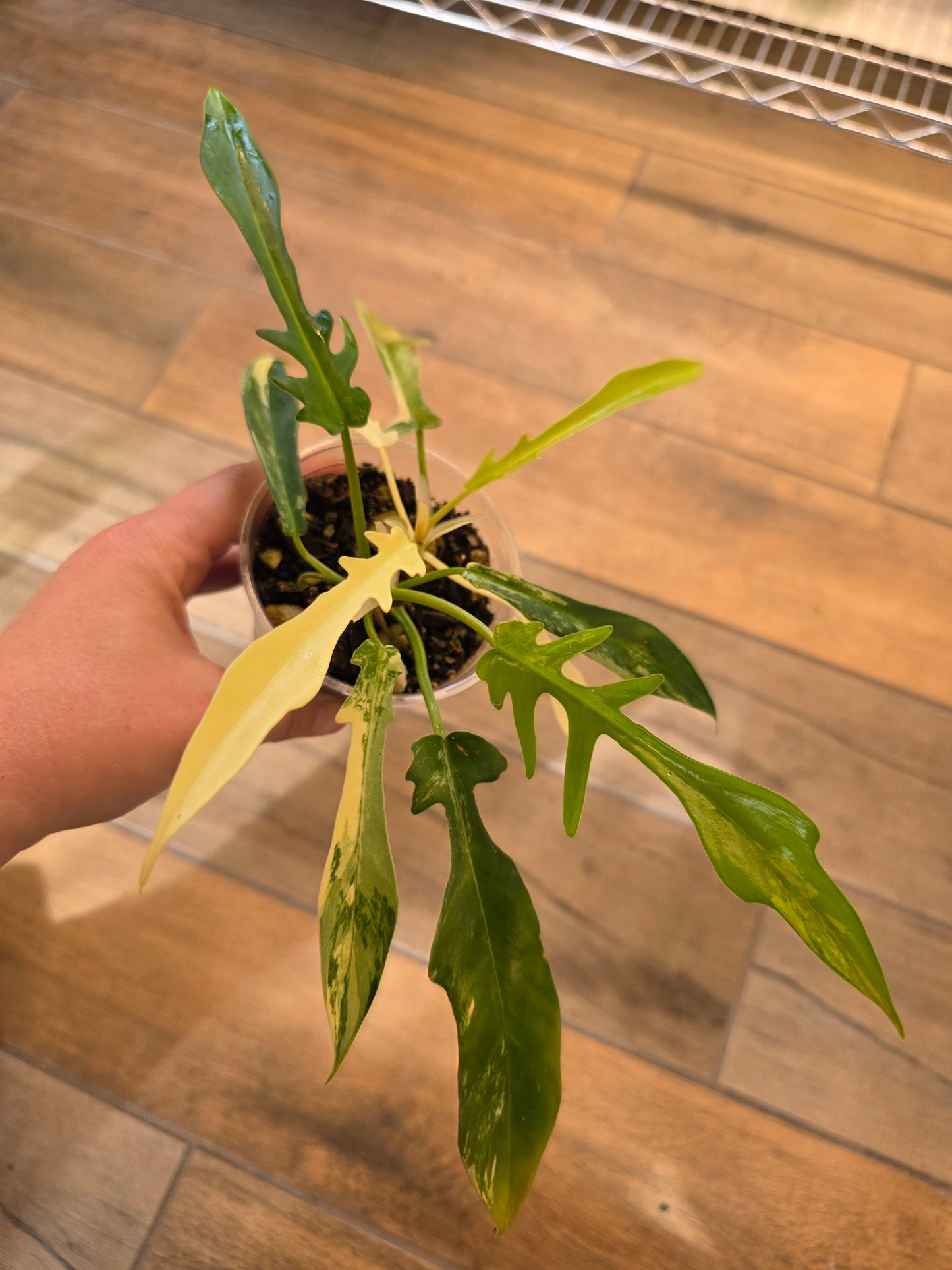 Philodendron Tortum X FL Beauty