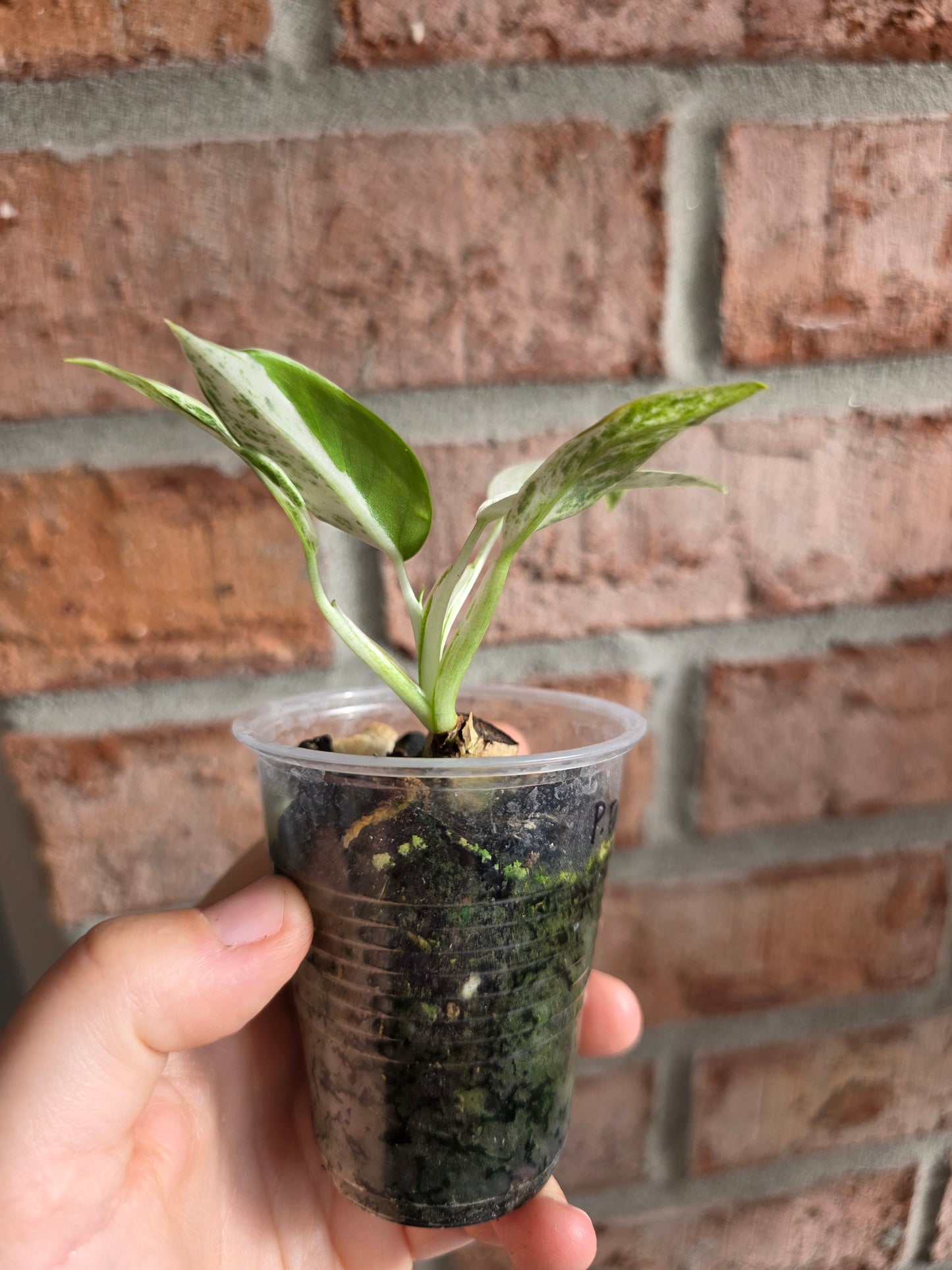 Philodendron Emerald Ice