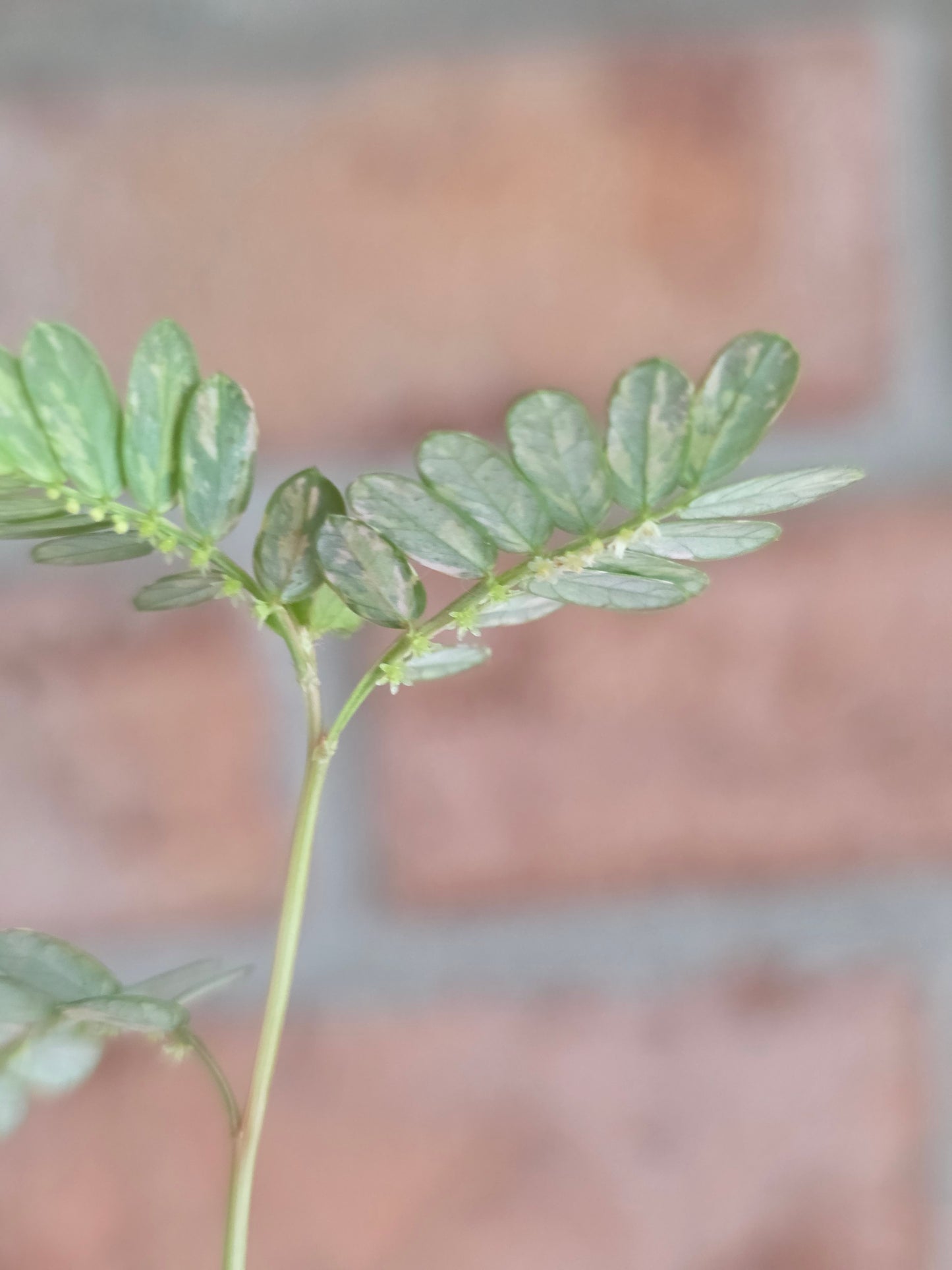 Phyllanthus Urinaria Pink Variegated