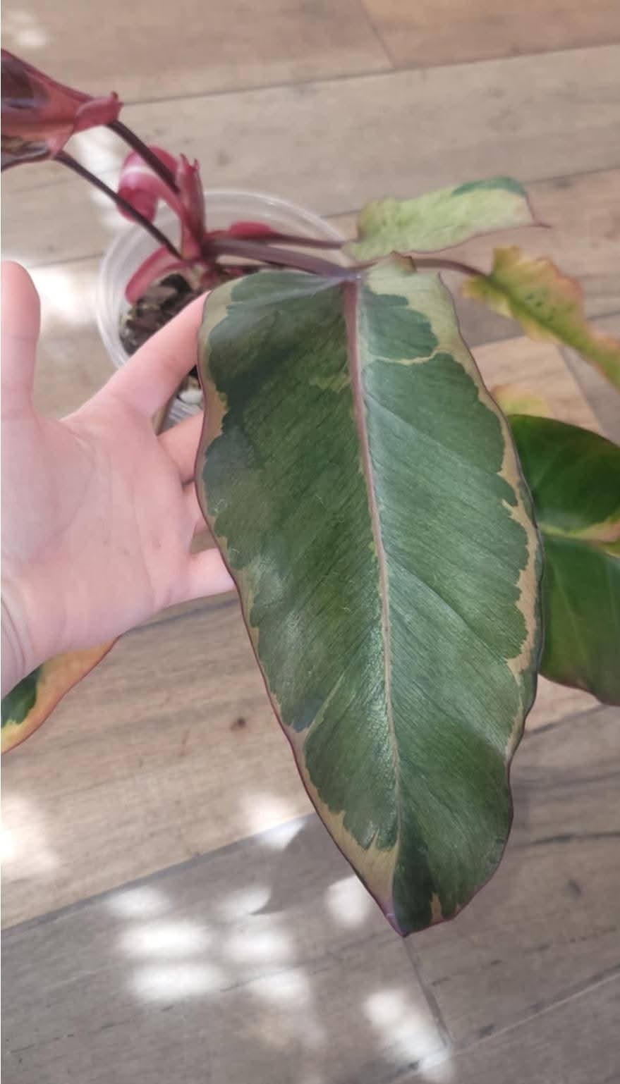 Philodendron Phantom Flame FIRST EVER RELEASE! 🦄