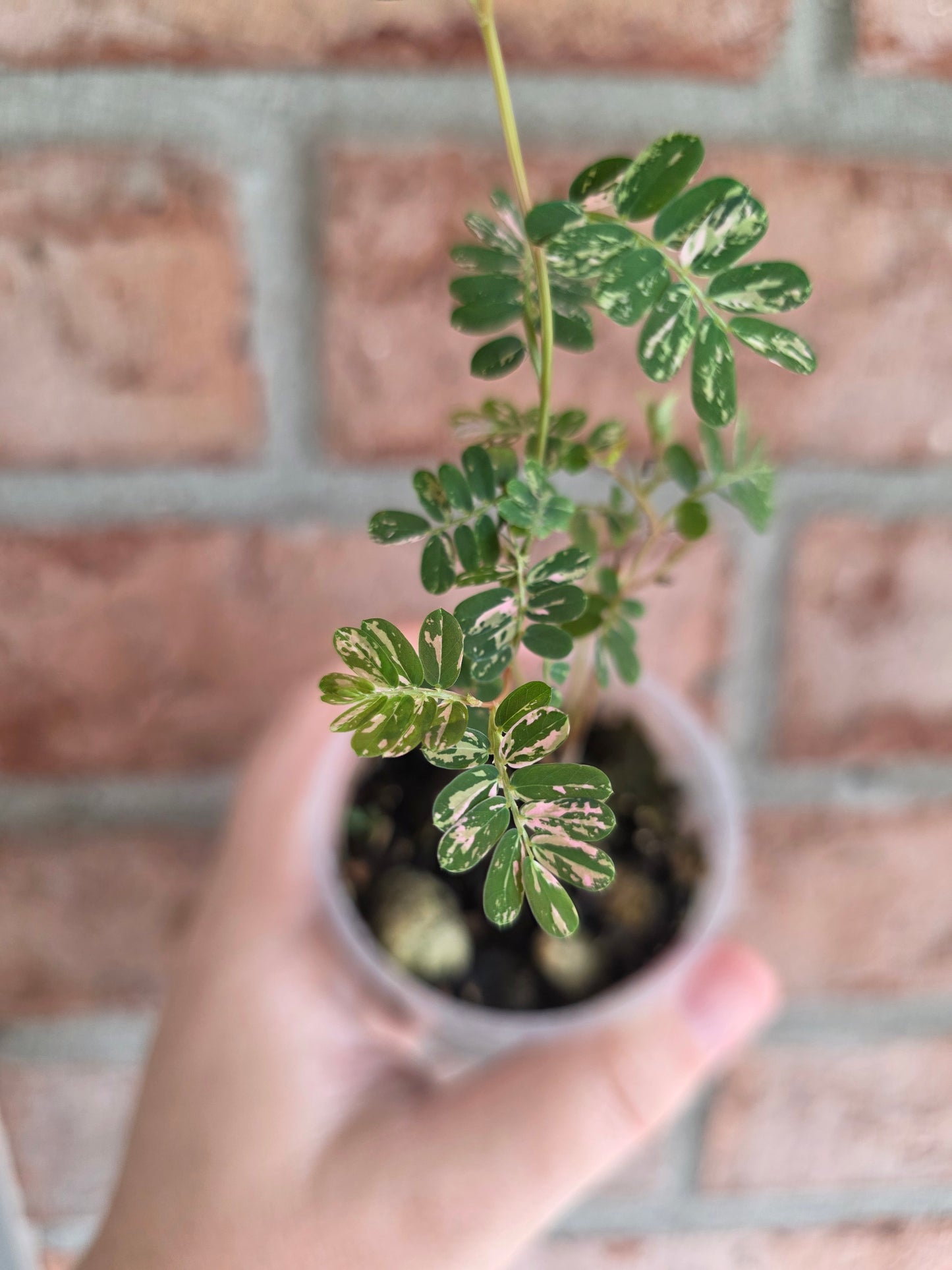 Phyllanthus Urinaria Pink Variegated