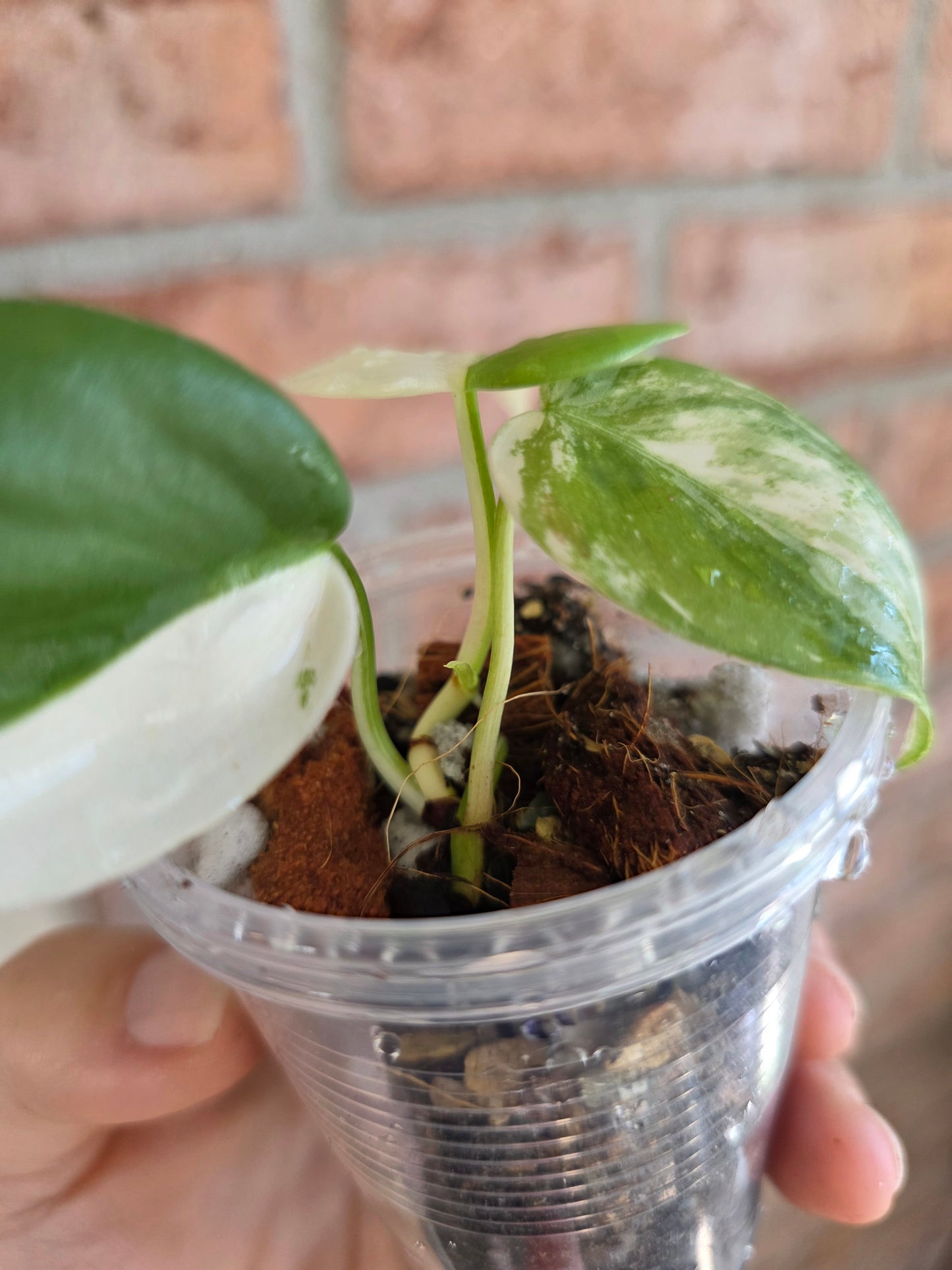 Philodendron Hederaceum Albo Variegata