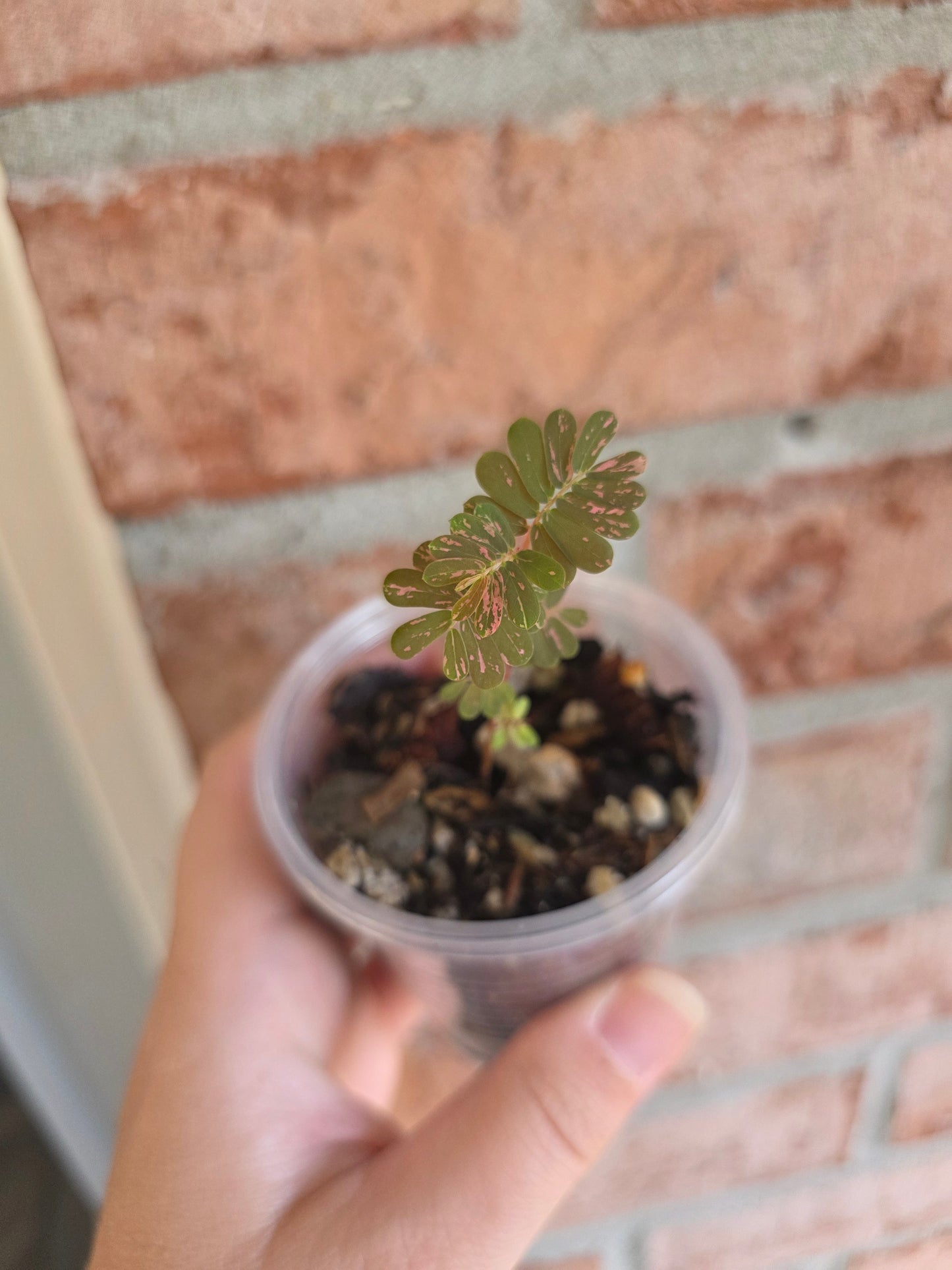 Phyllanthus Urinaria Pink Variegated