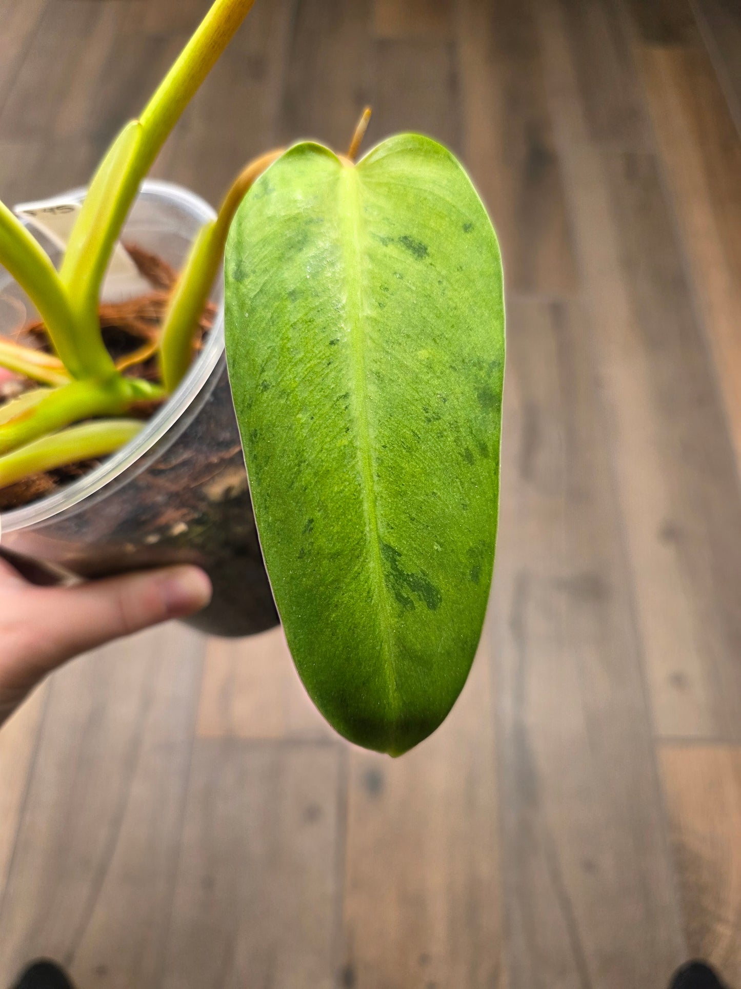 Philodendron Whipple Way