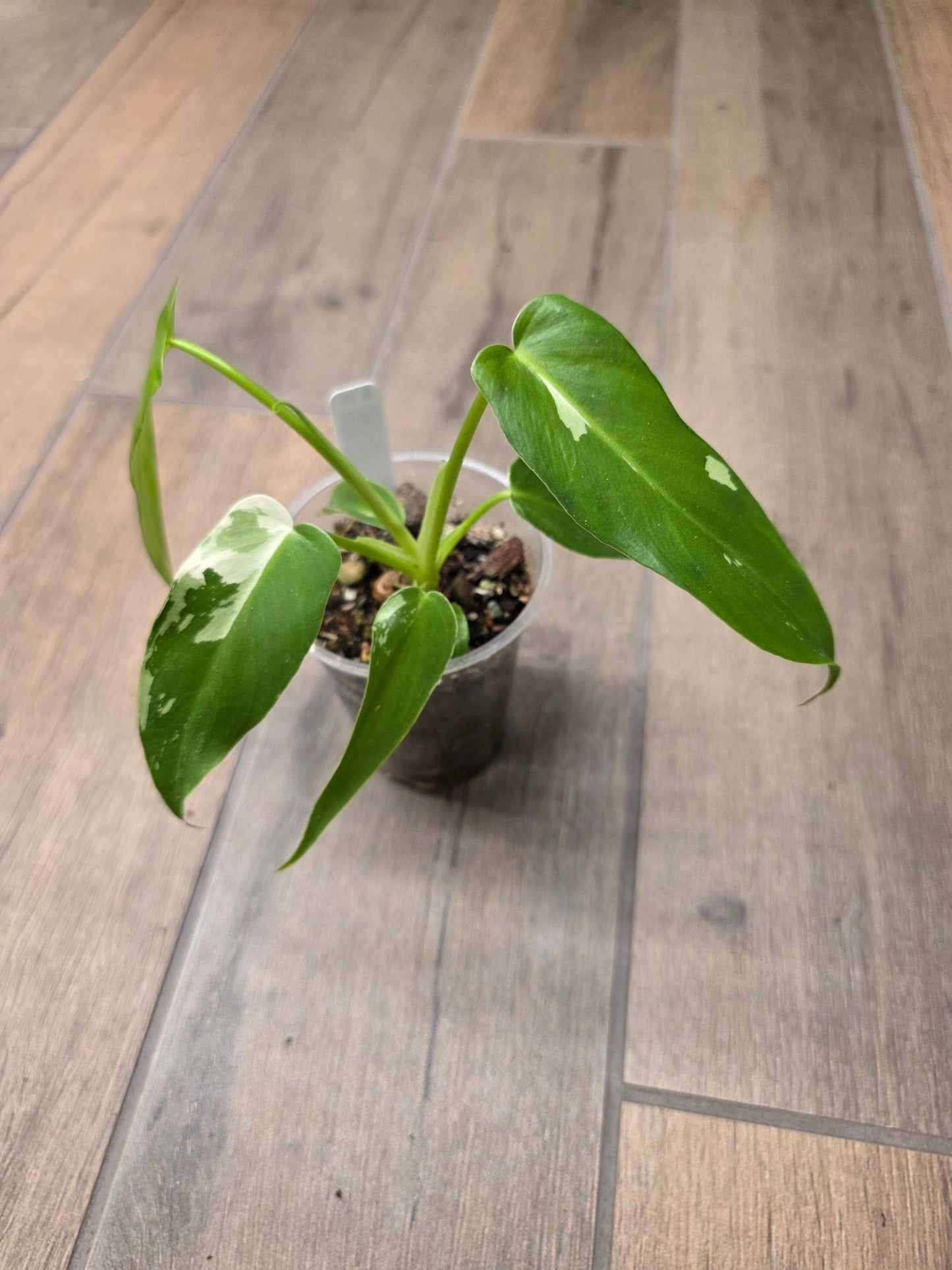 Philodendron Golden Dragon Albo Variegated