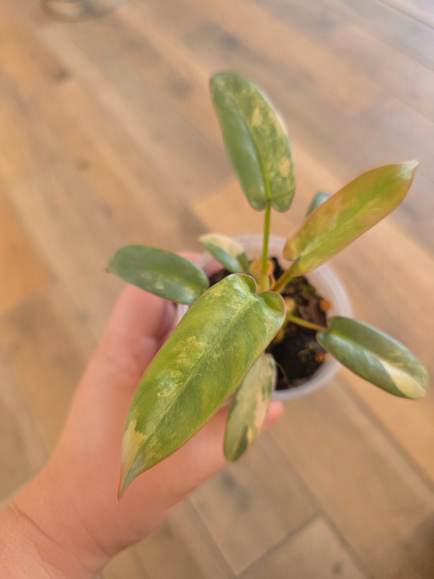 Philodendron Atabapoense Pink Marble Variegated