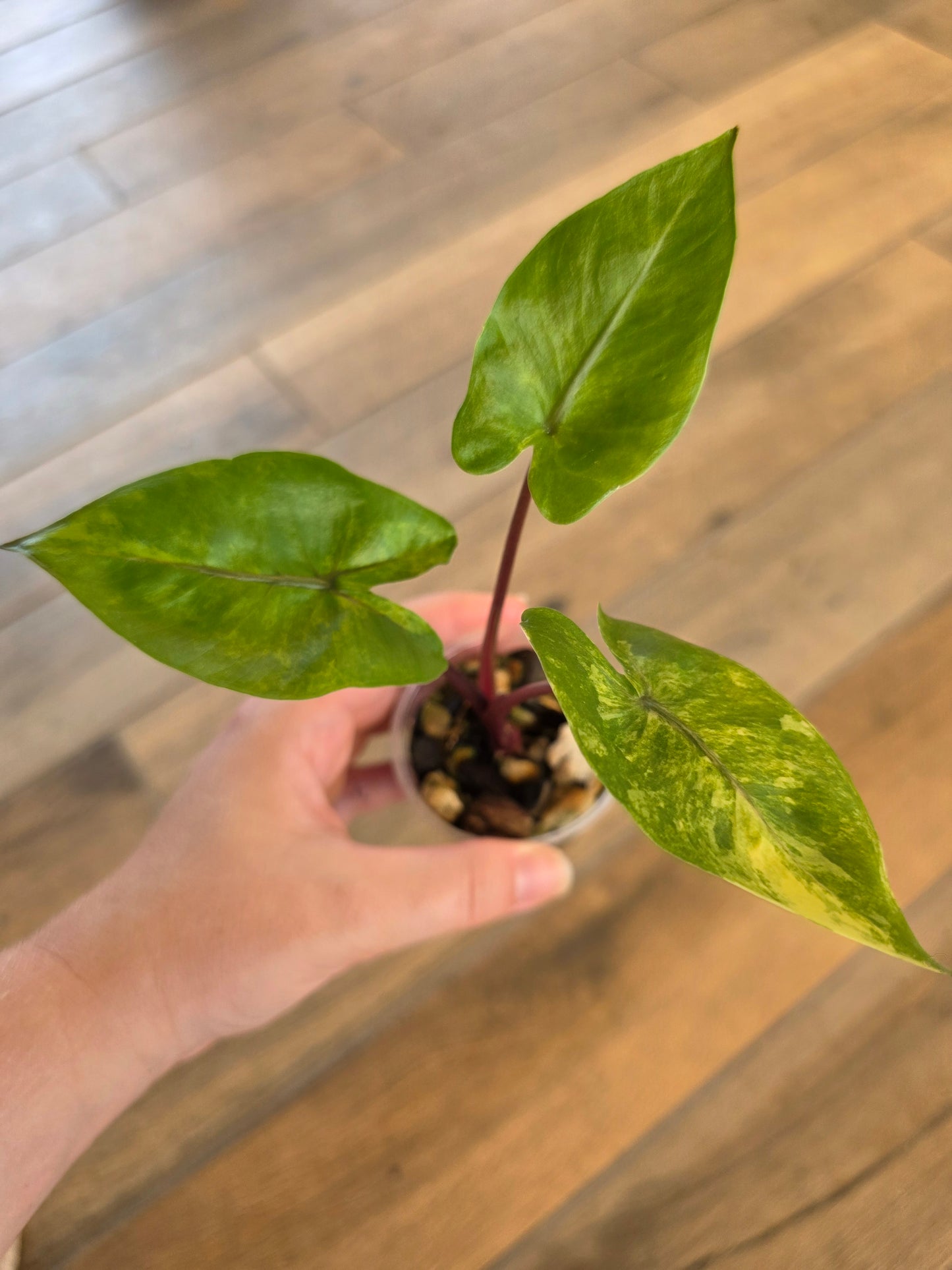 Alocasia Black Stem Aurea