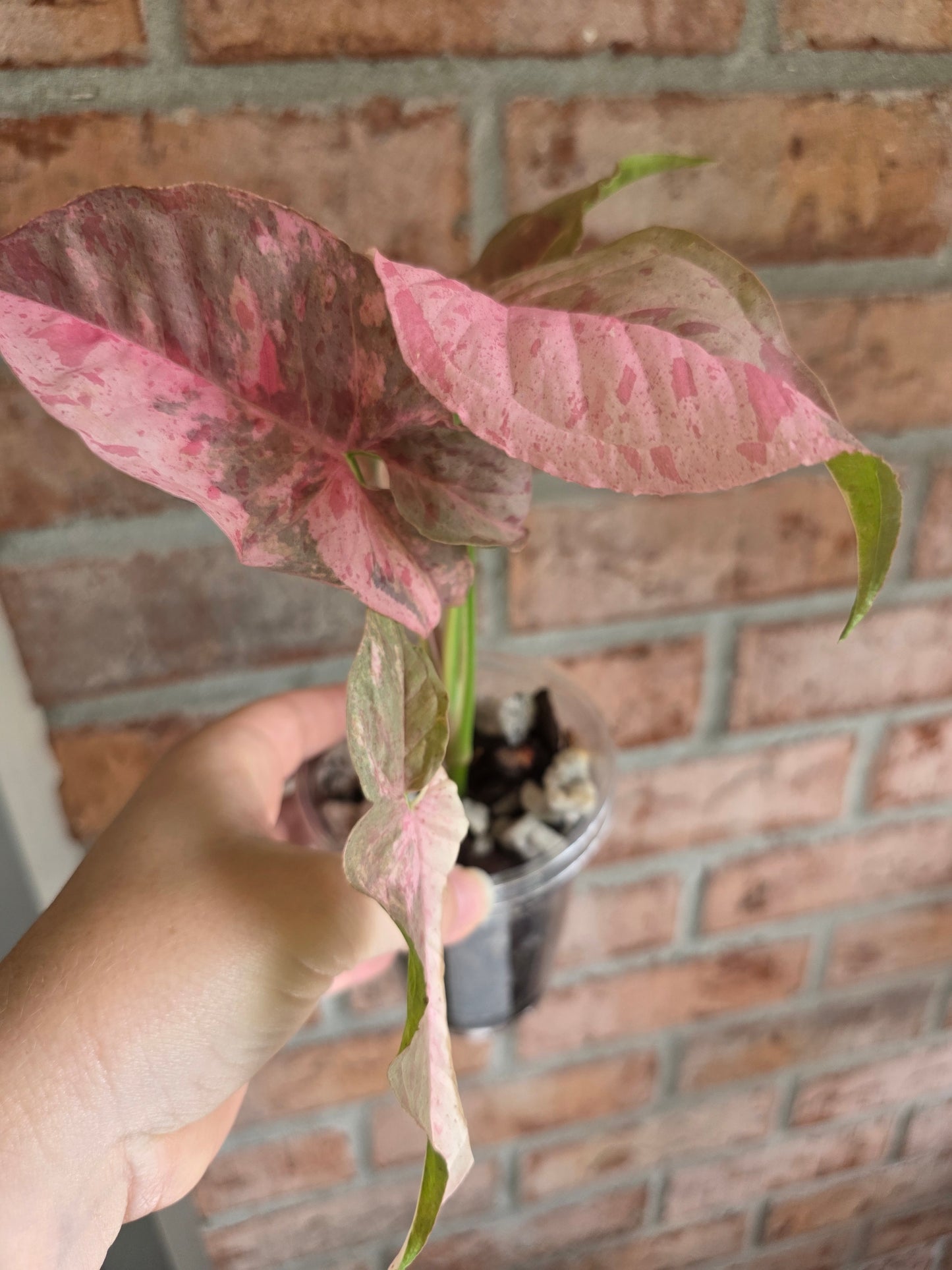 Syngonium Pink Spot Double Variegated
