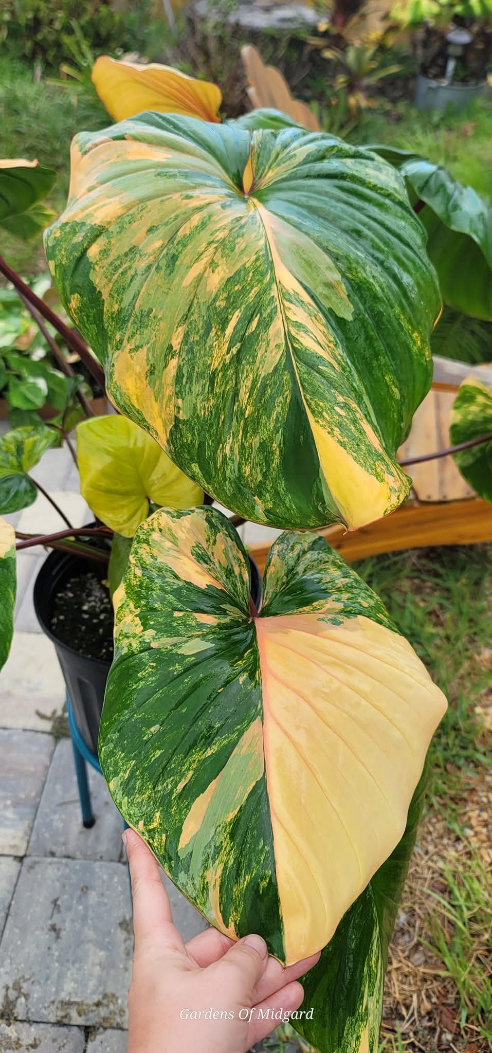 Homalomena Rubsecens Peach/Aurea