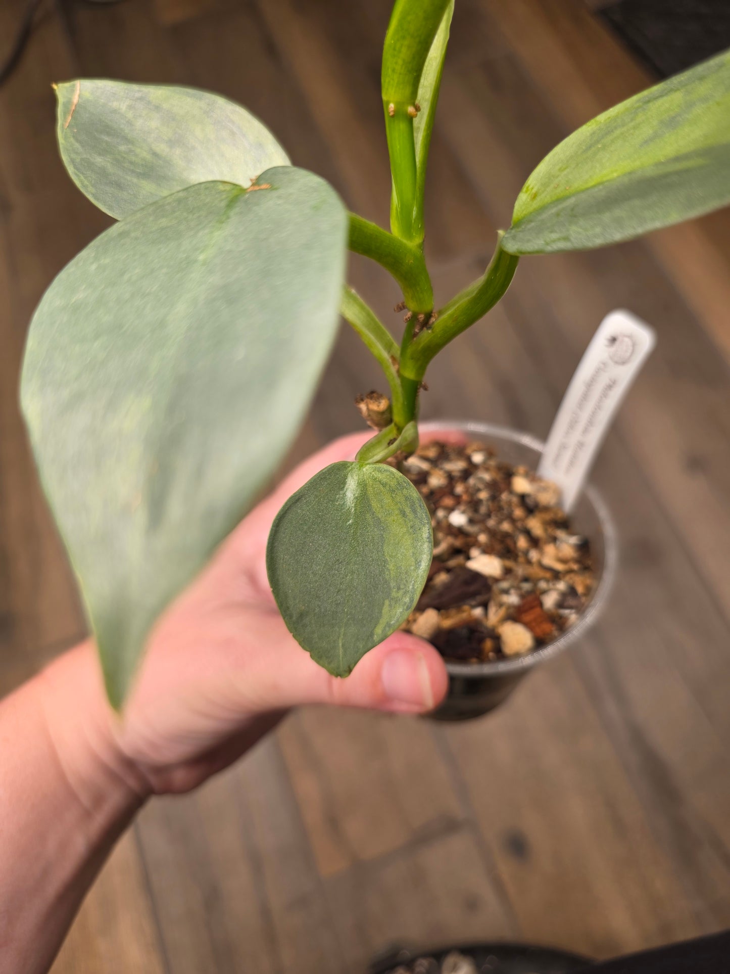 Philodendron Silver Sword Variegated