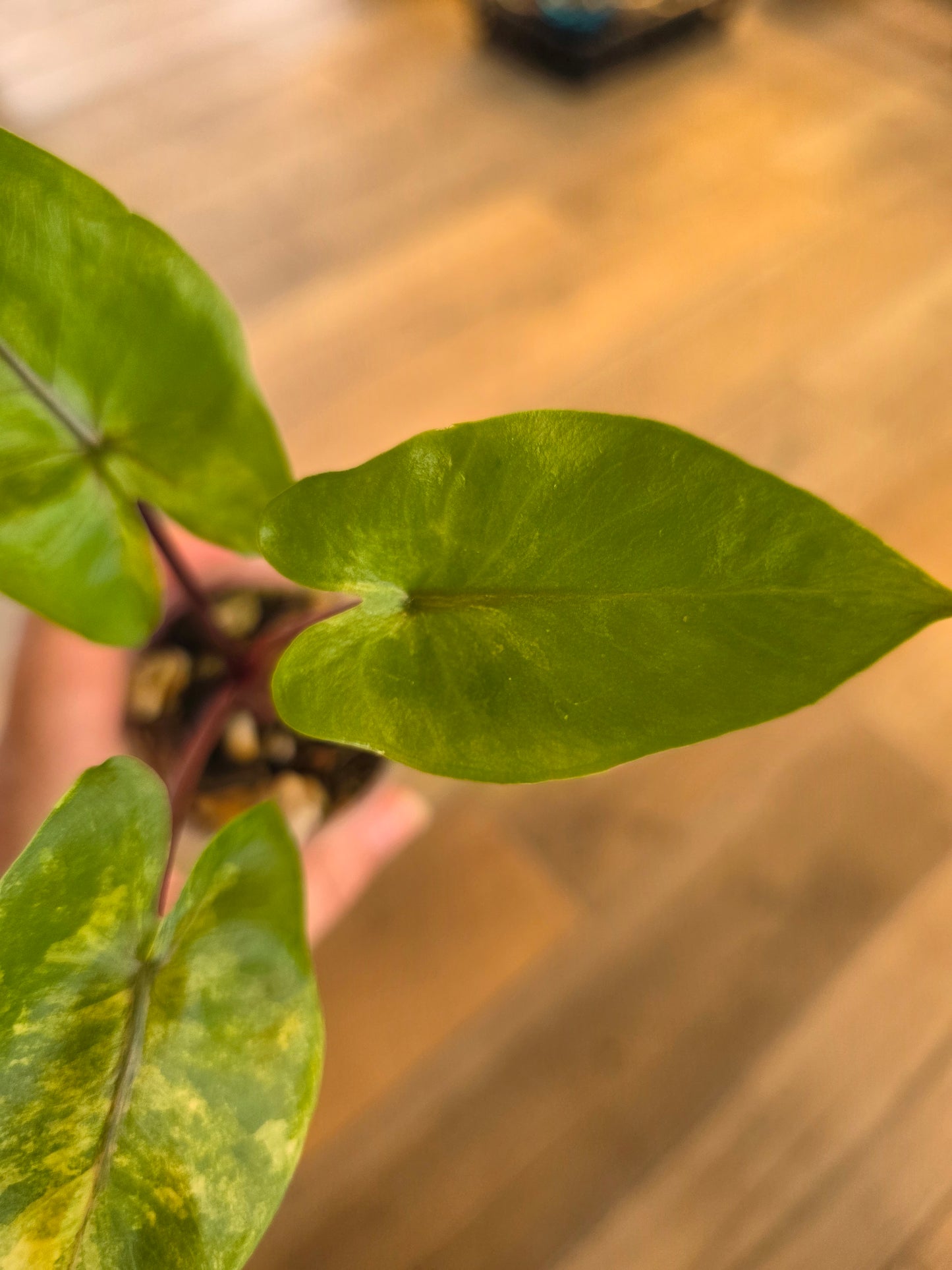 Alocasia Black Stem Aurea