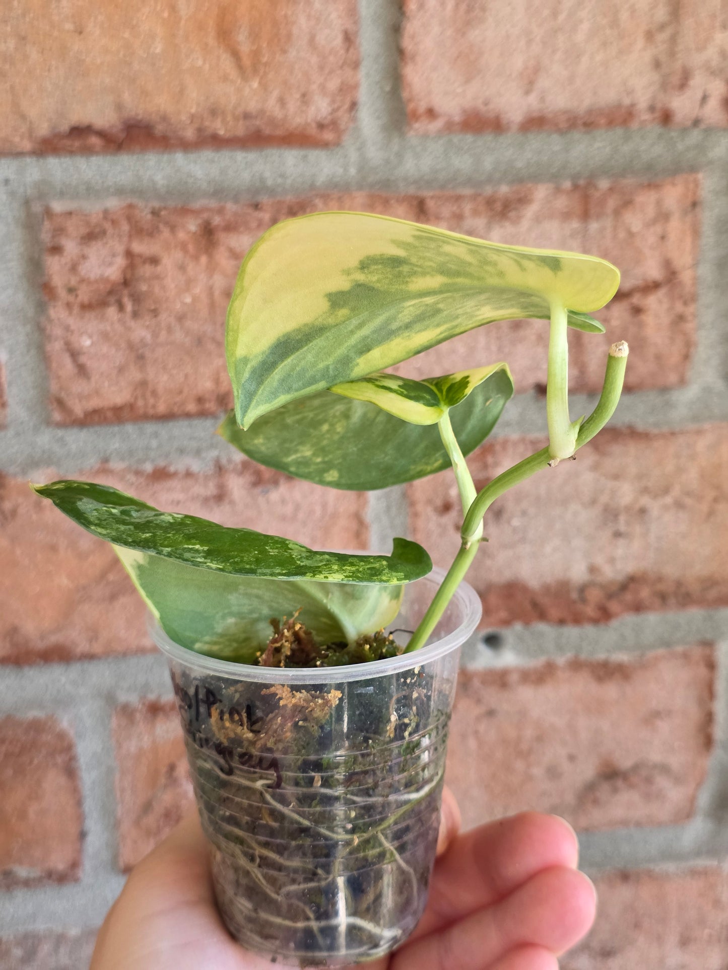Scindapsus Argryaeus Sentarum
