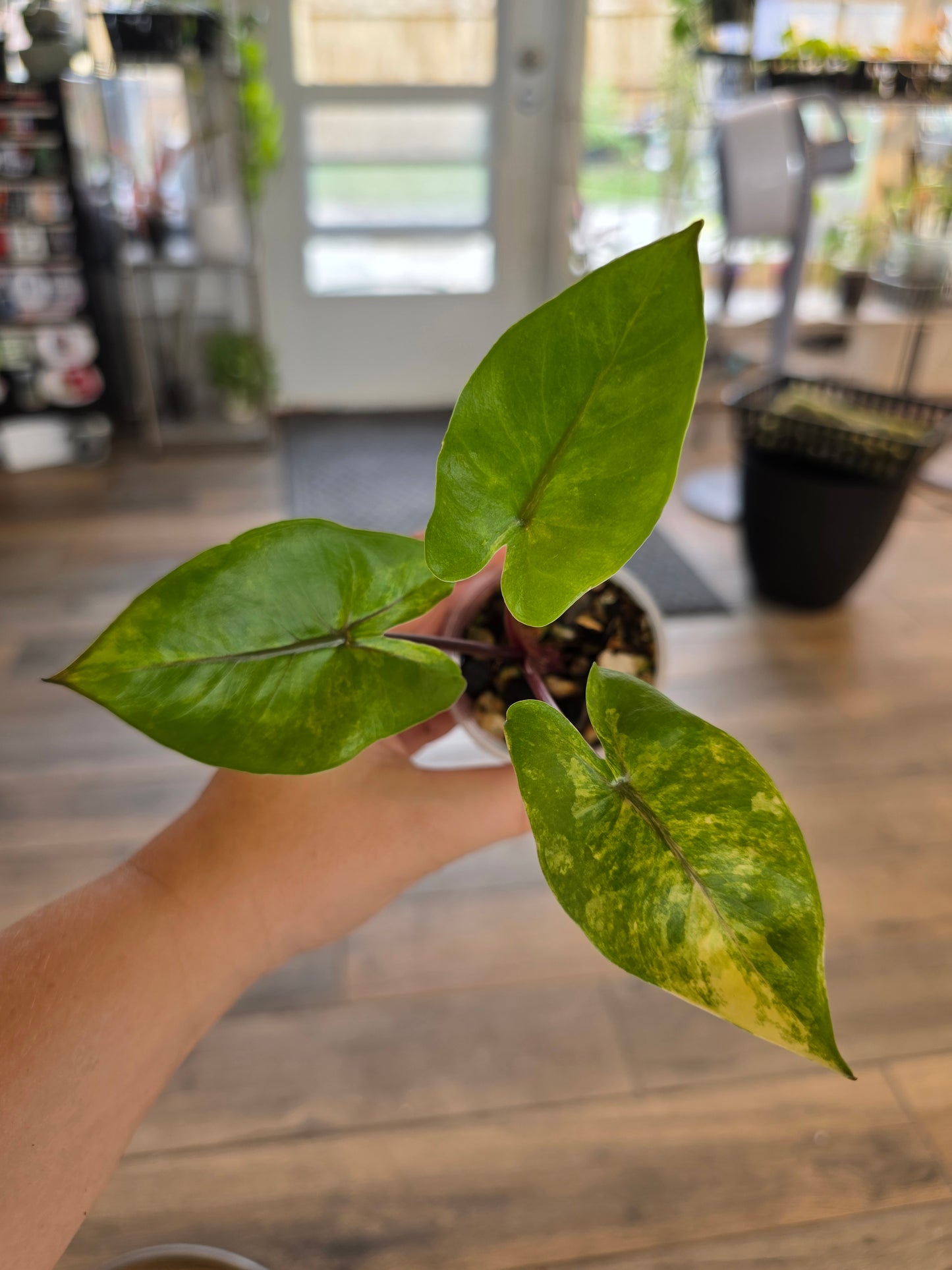 Alocasia Black Stem Aurea