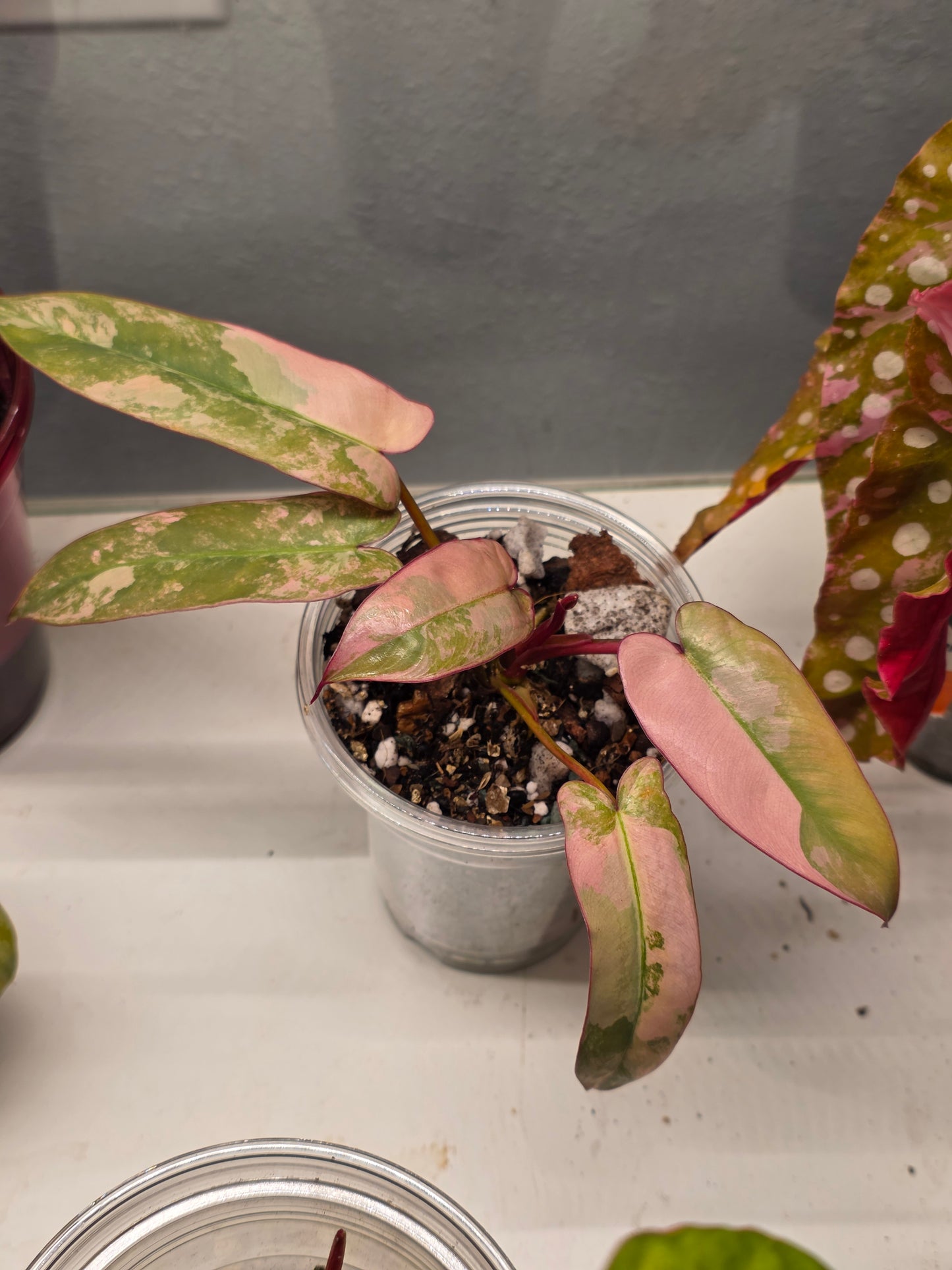 Mother plant NFS