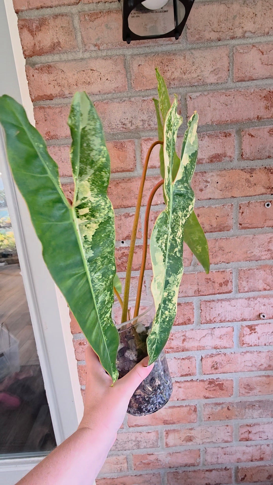Philodendron Billietiae Variegated