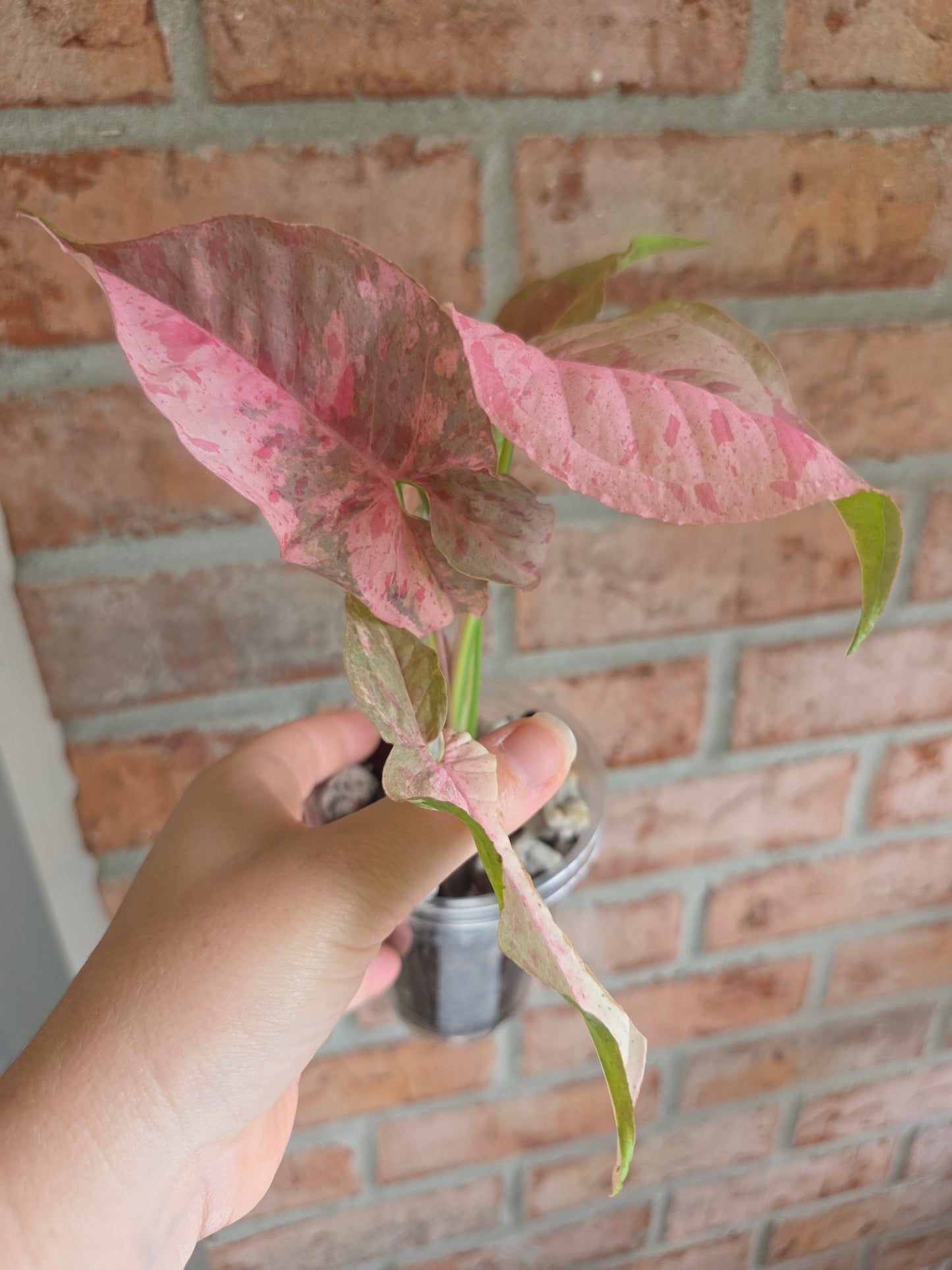 Syngonium Pink Spot Double Variegated