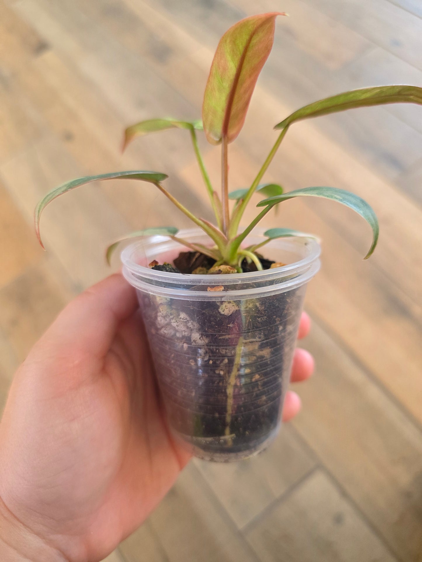 Philodendron Atabapoense Pink Marble Variegated